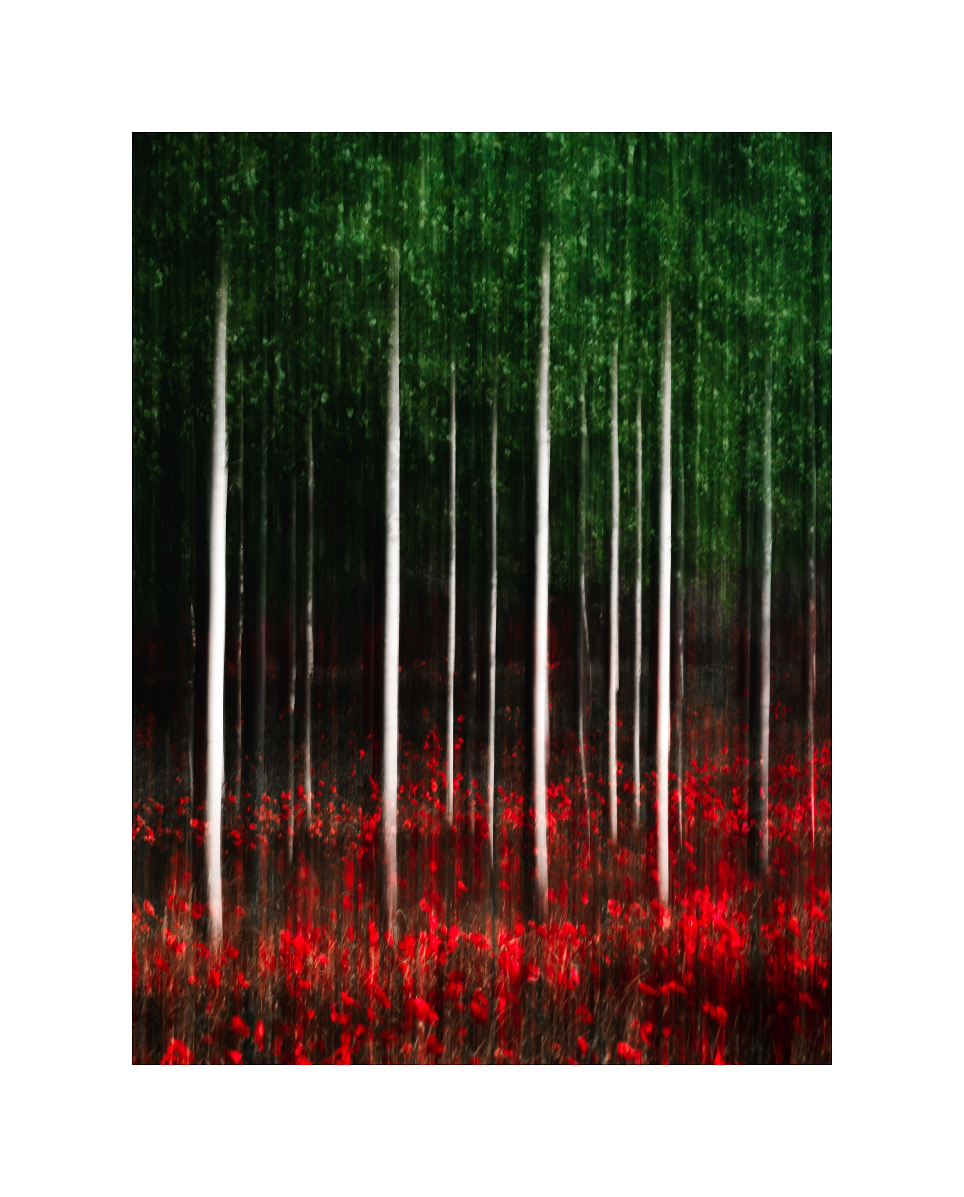 Poplar among poppies