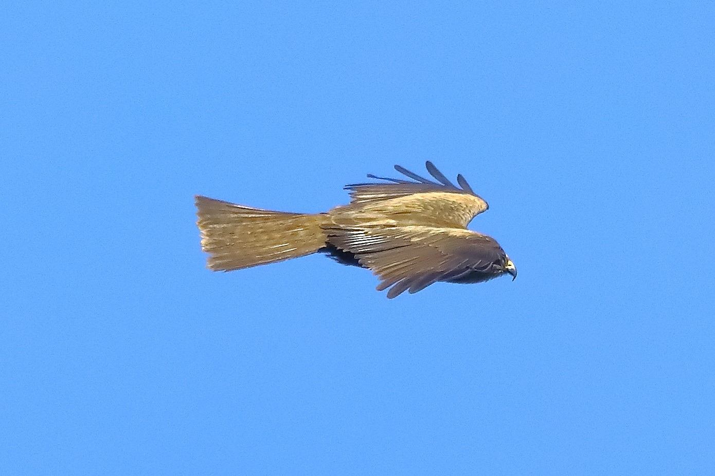 Nibbio bruno 10-05-2022