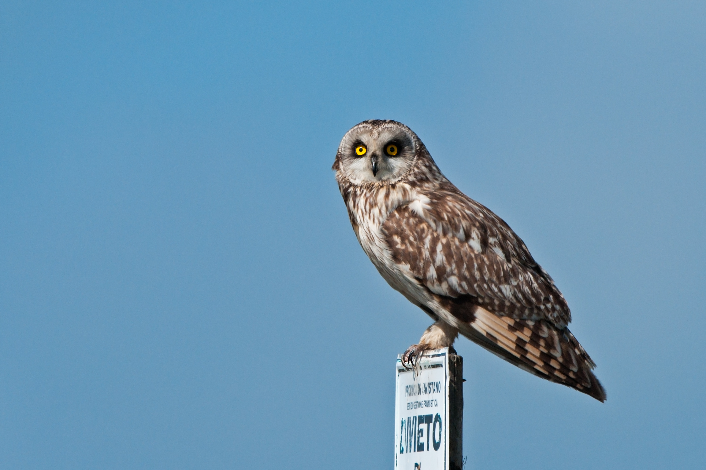 made in Sardinia .......