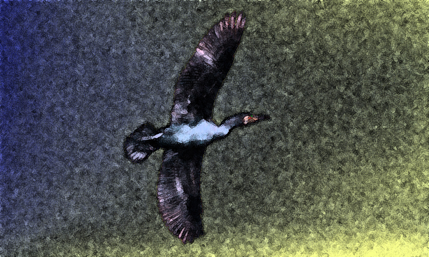 Volo surreale di un Cormorano