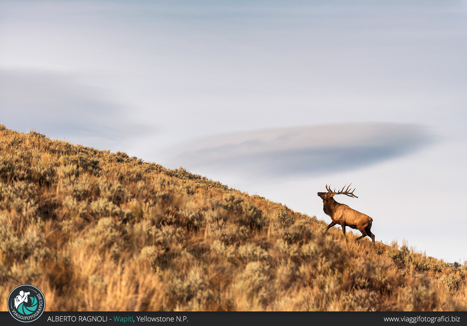 Wapiti, Yellowstone n.p.