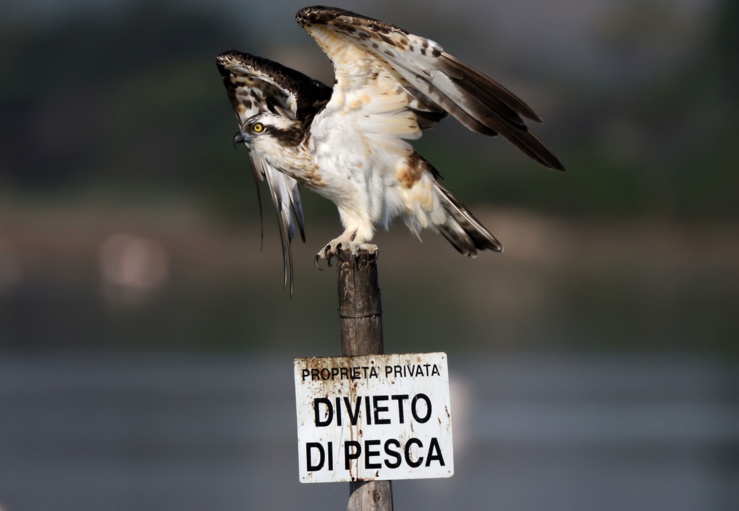 Osprey