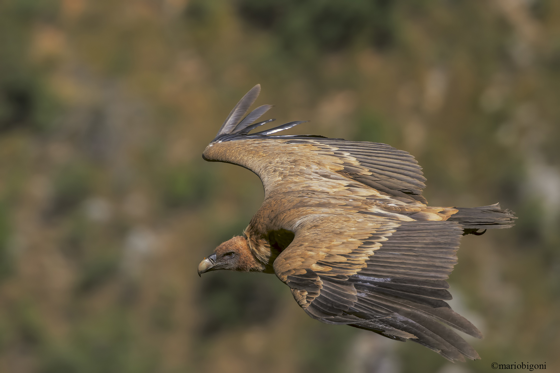 Griffin