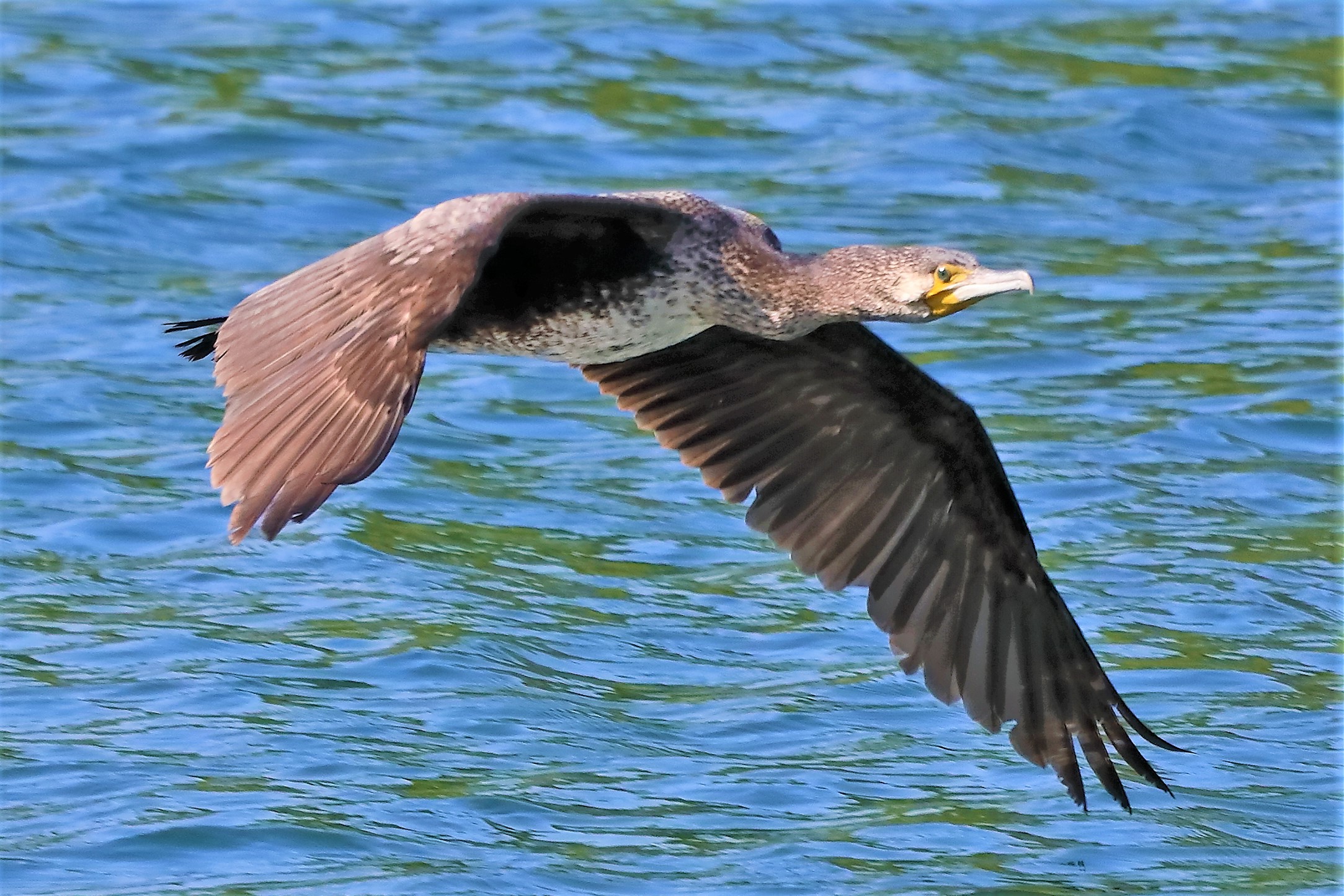 cormorano 10-05-2022