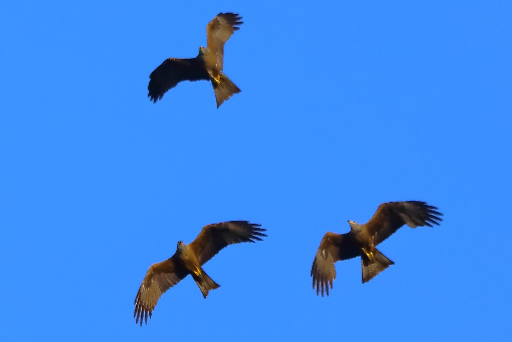 Black kite 07-06-2022