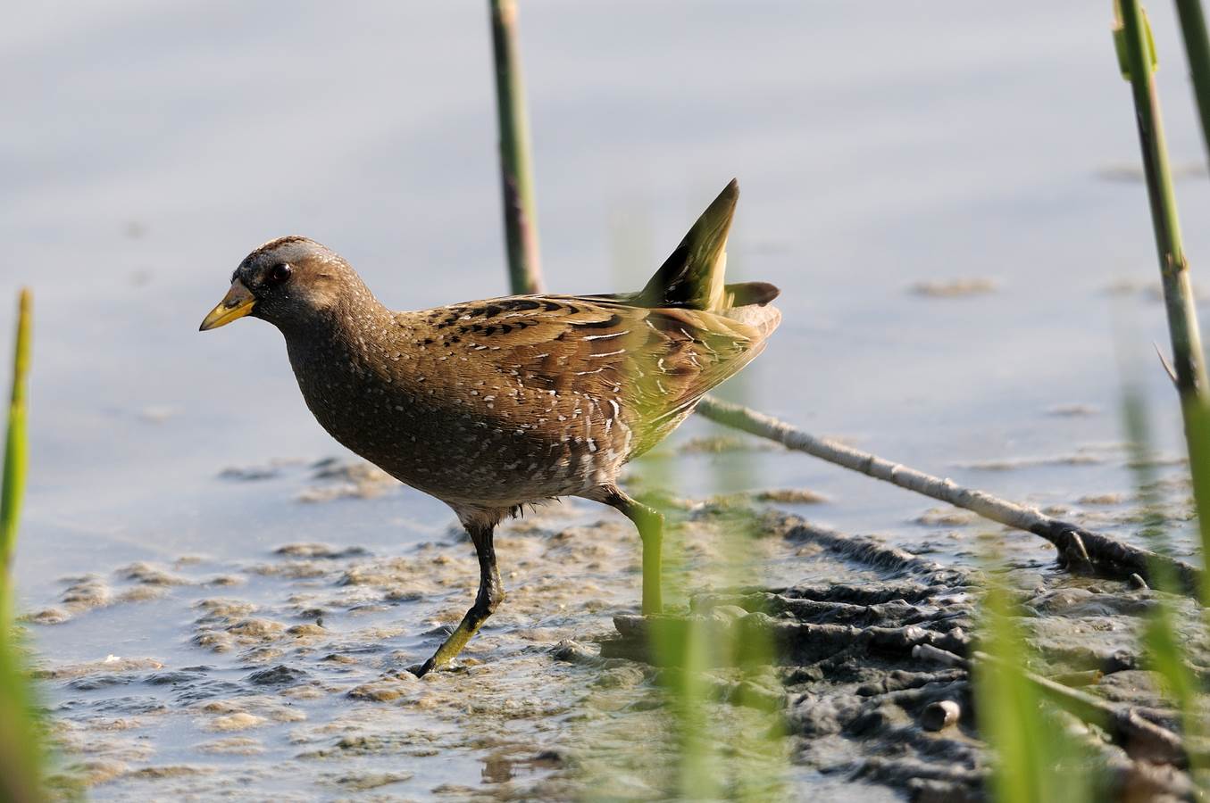 palustre sospettoso e fuori centro