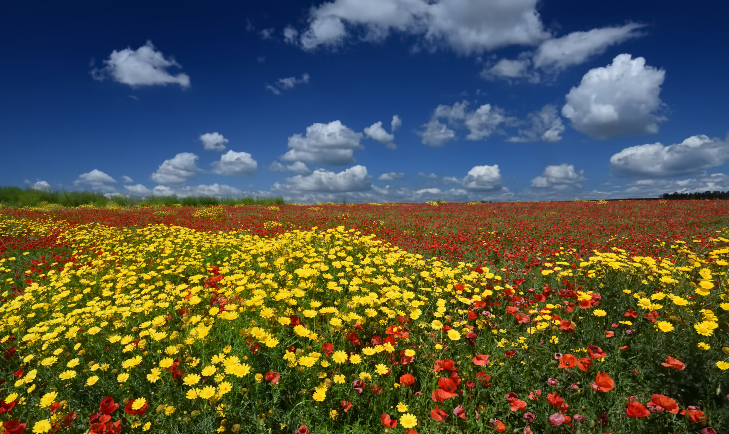 The colors of spring in Sardinia