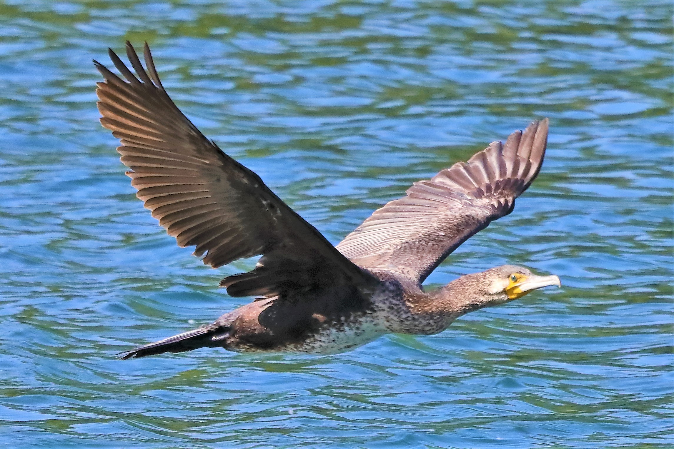 cormorano 10-05-2022