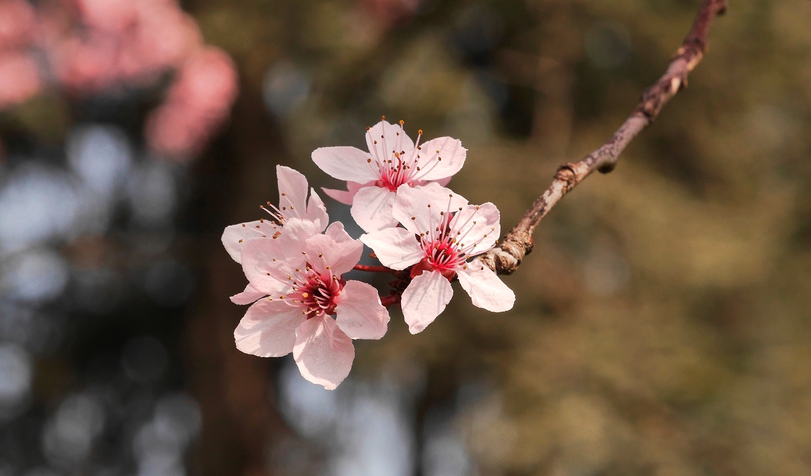 Pink flowers (maybe) peach blossom