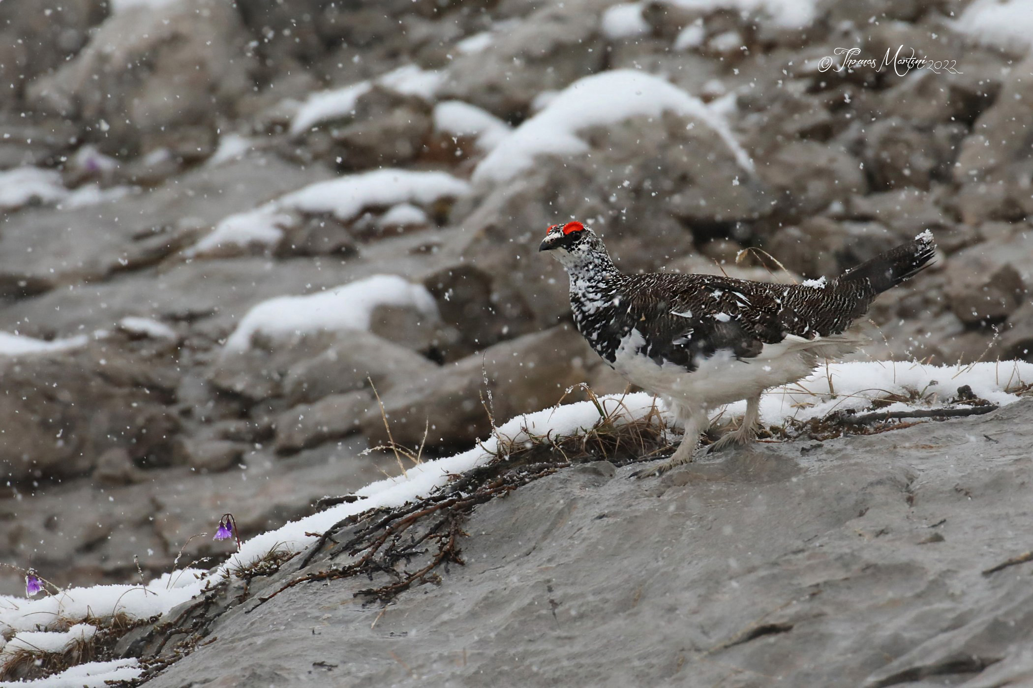 Bianca sotto la bianca
