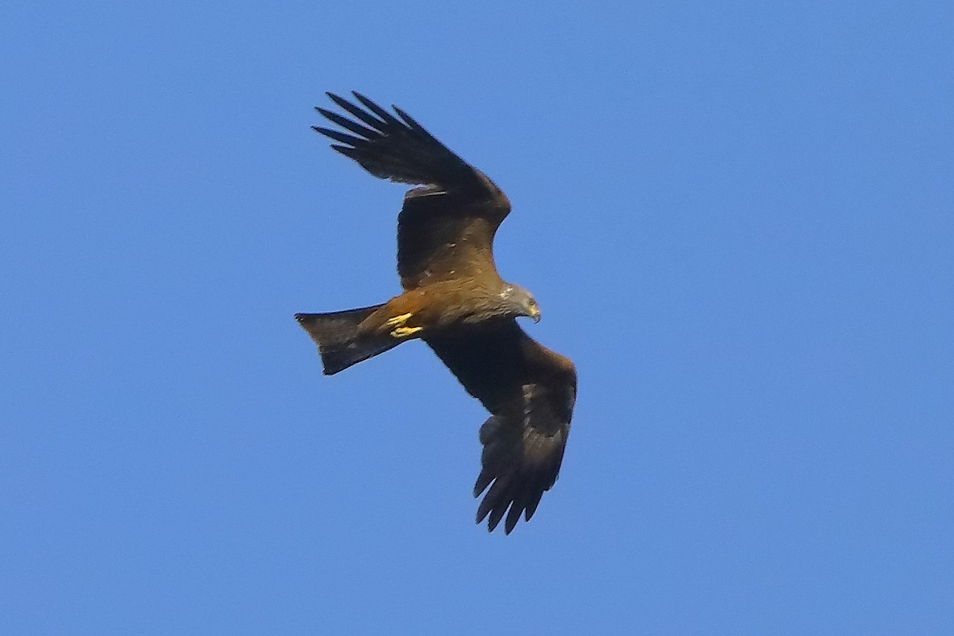 Nibbio bruno 06-06-2022