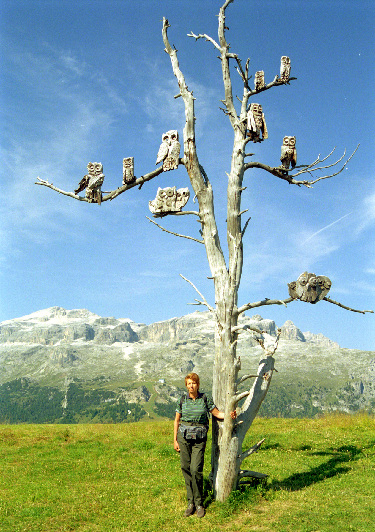 the owl tree