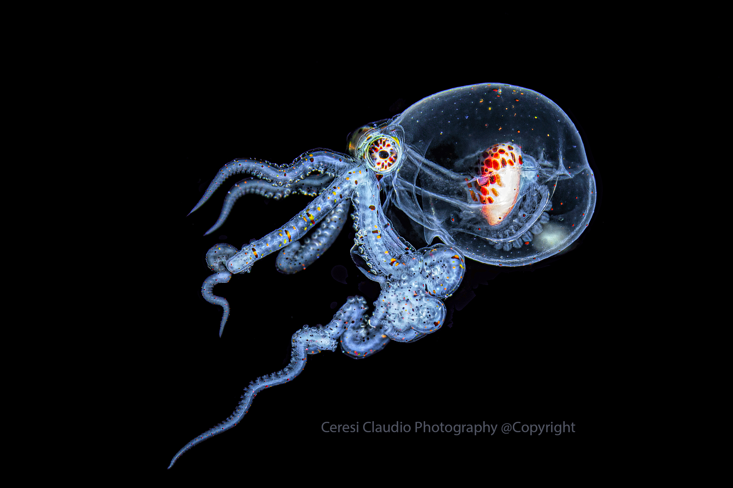 Wunderpus photogenicus in the juvenile stage