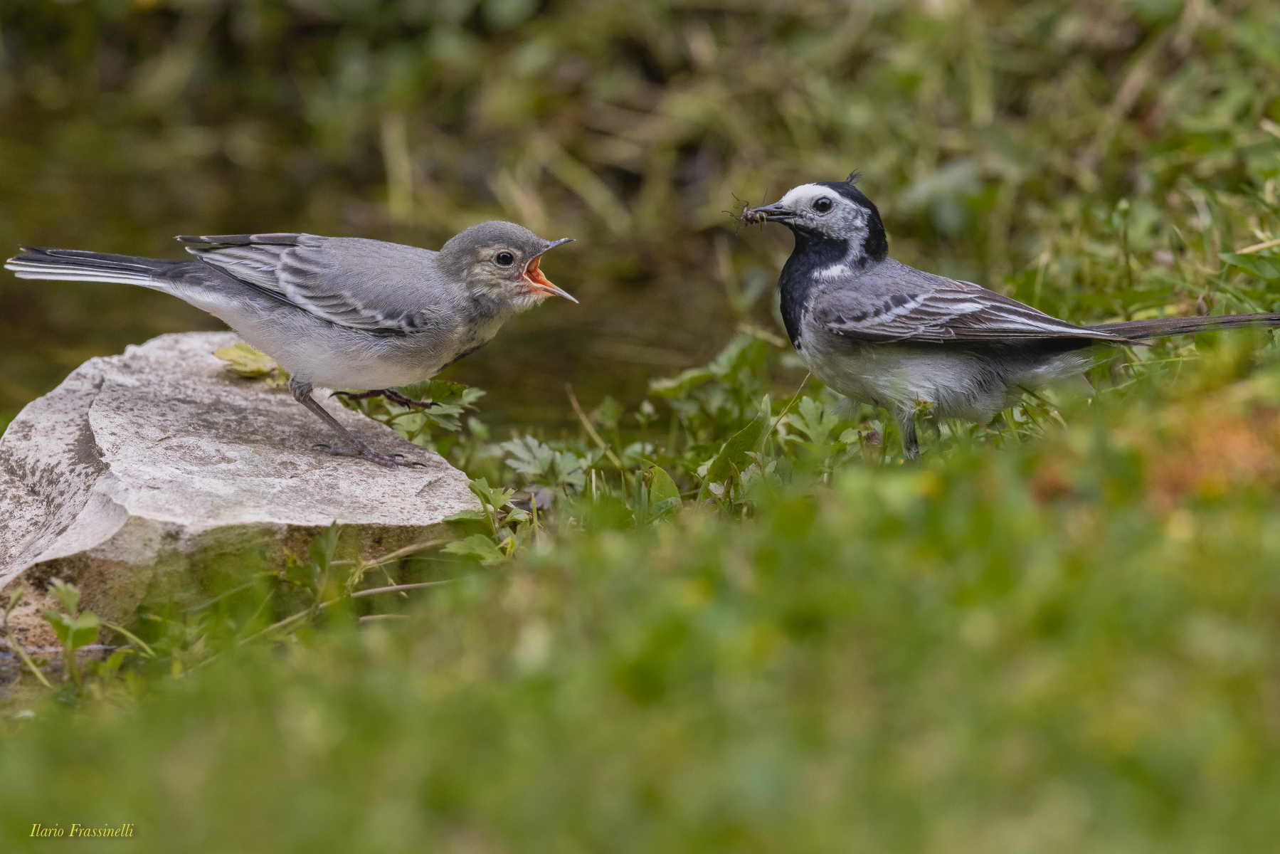 Prime liti in famiglia