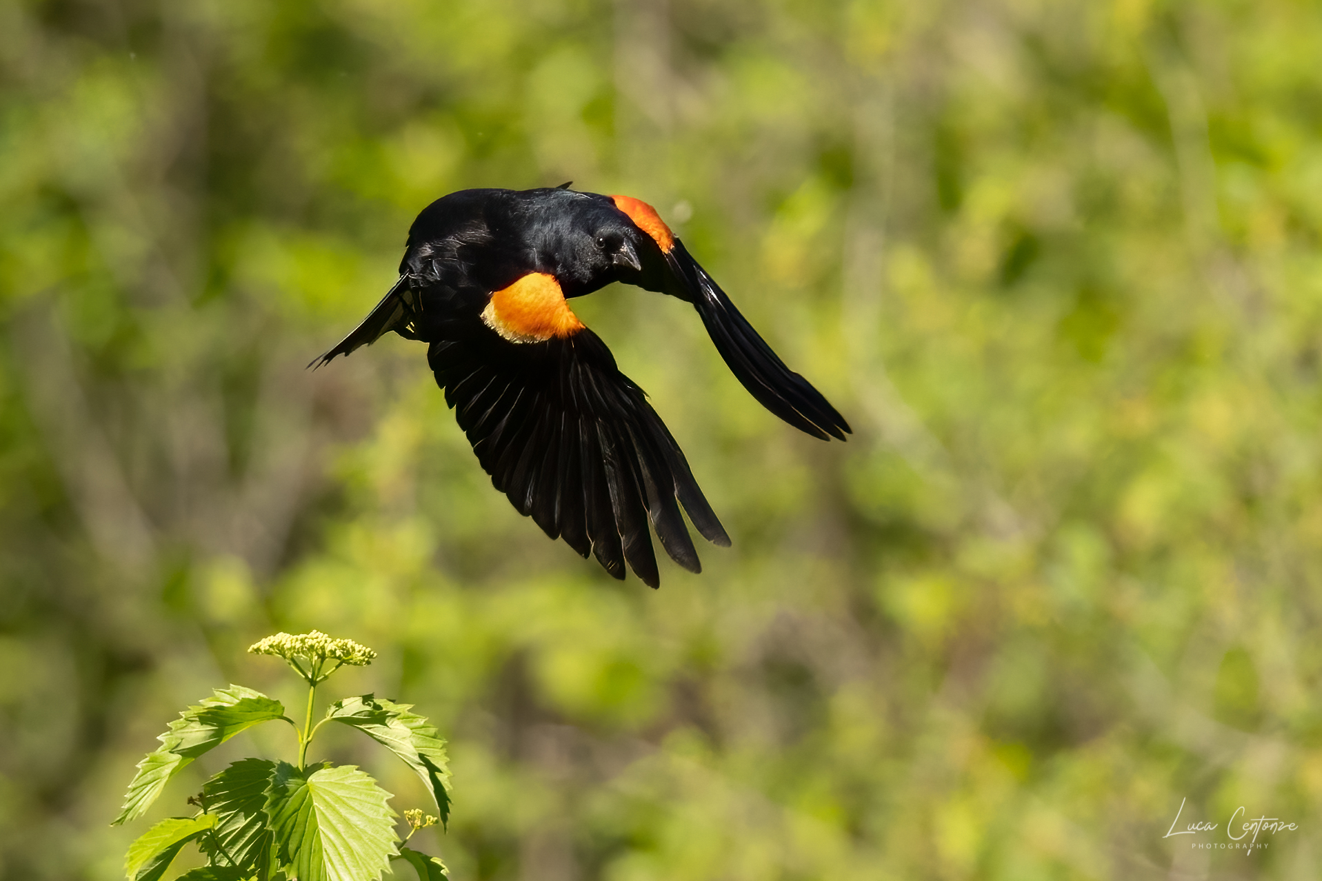 Red-winged blackbird (Maschio)