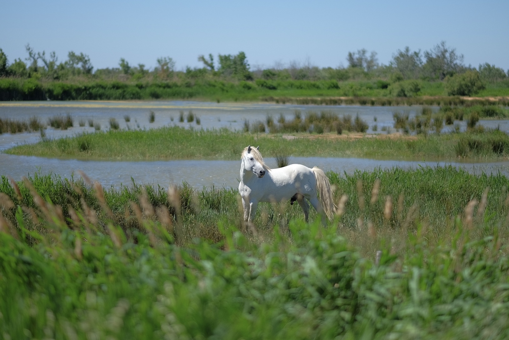 Camargue
