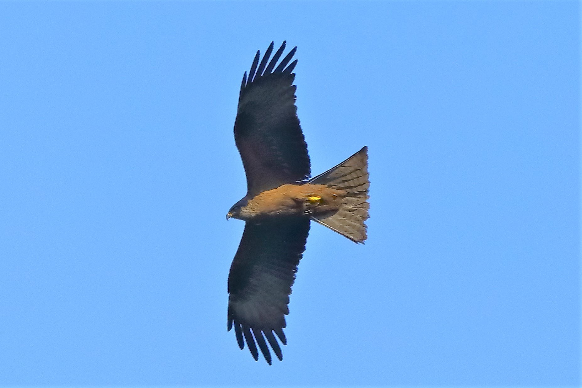 Nibbio bruno 10-05-2022