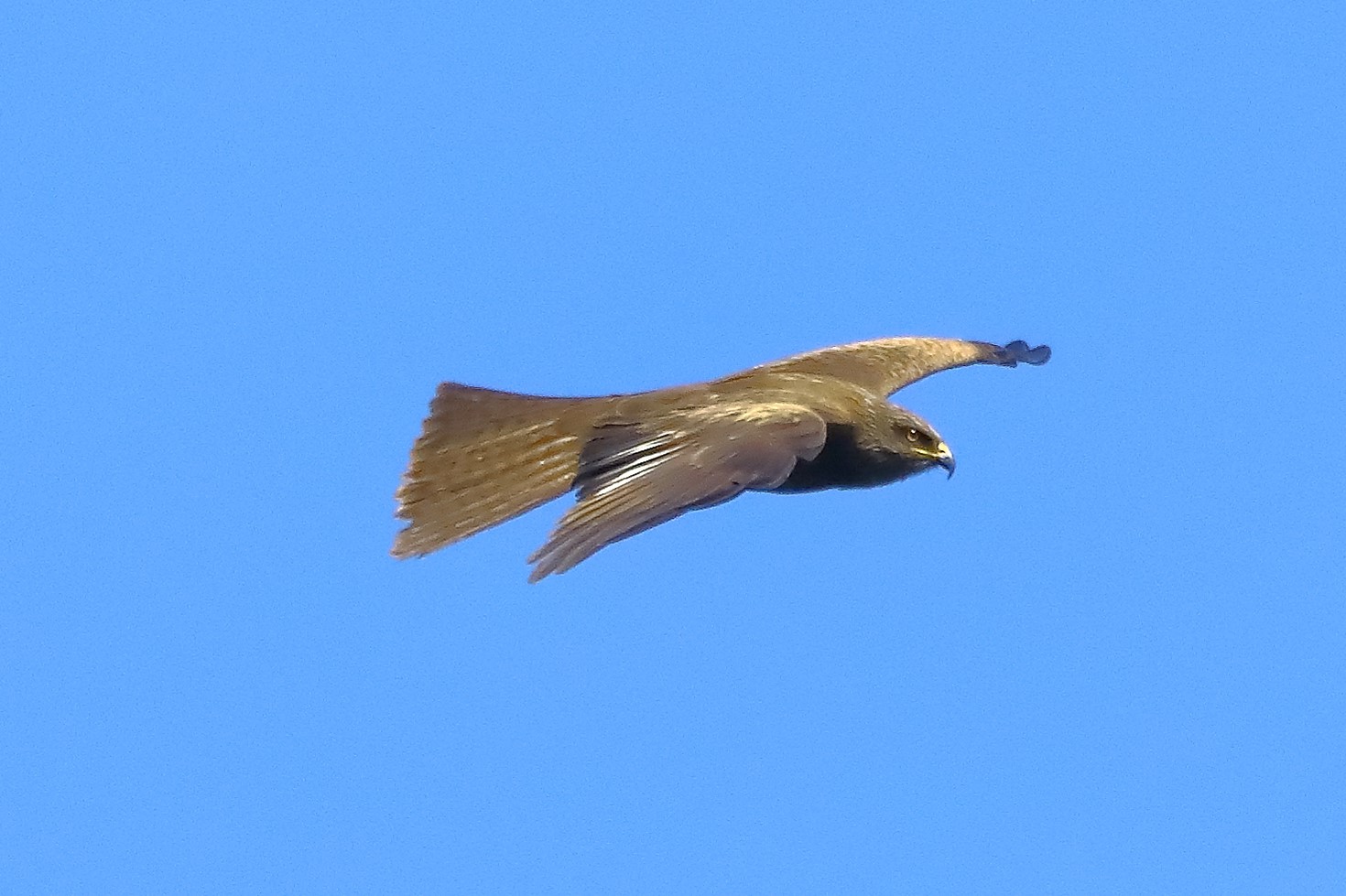 Nibbio bruno 10-05-2022