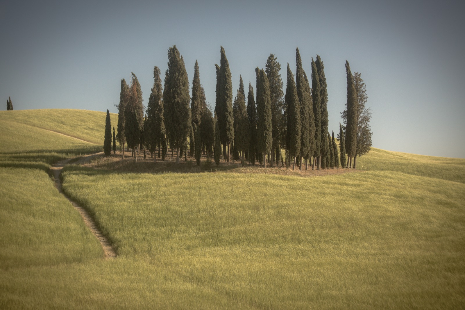 I cipressi di San Quirico d'Orcia