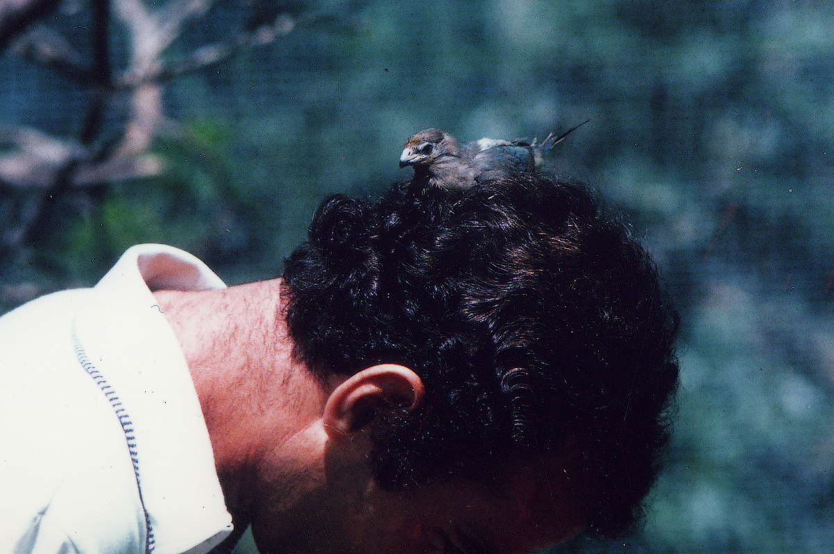 Passerotto invadente