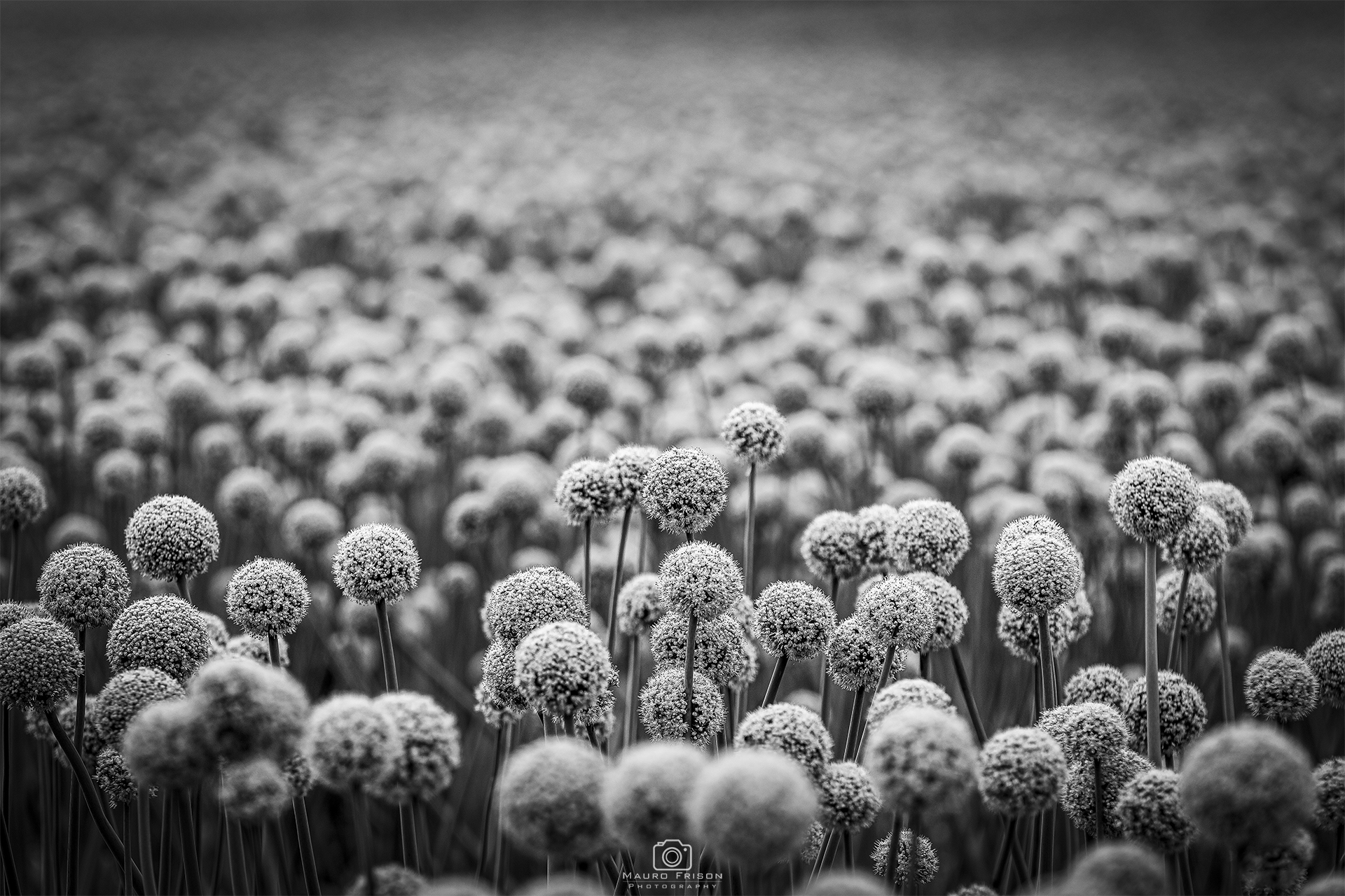 Fine delle restrizioni