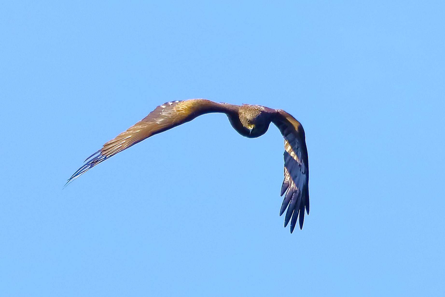 Nibbio bruno 10-05-2022