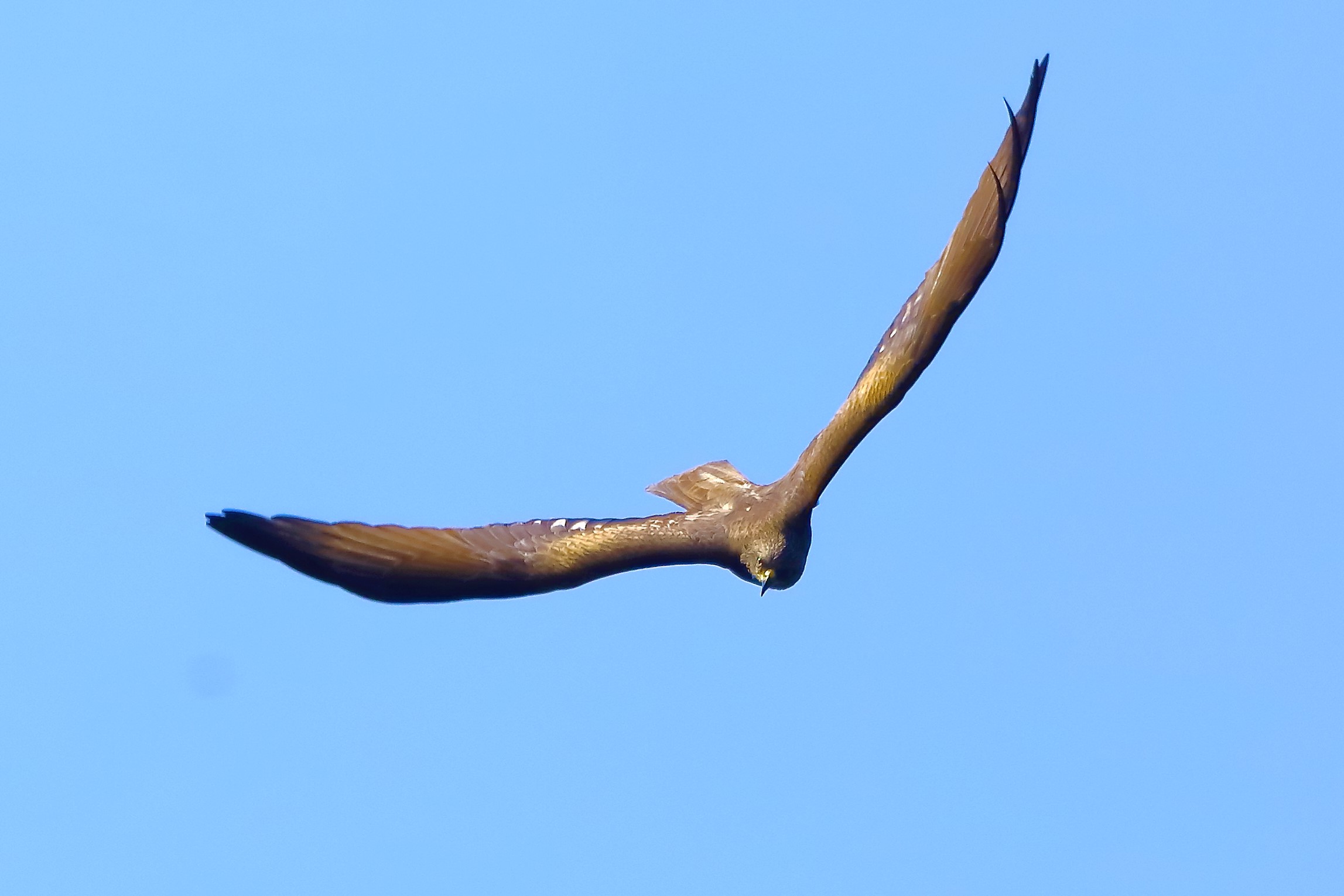 Black kite 10-05-2022