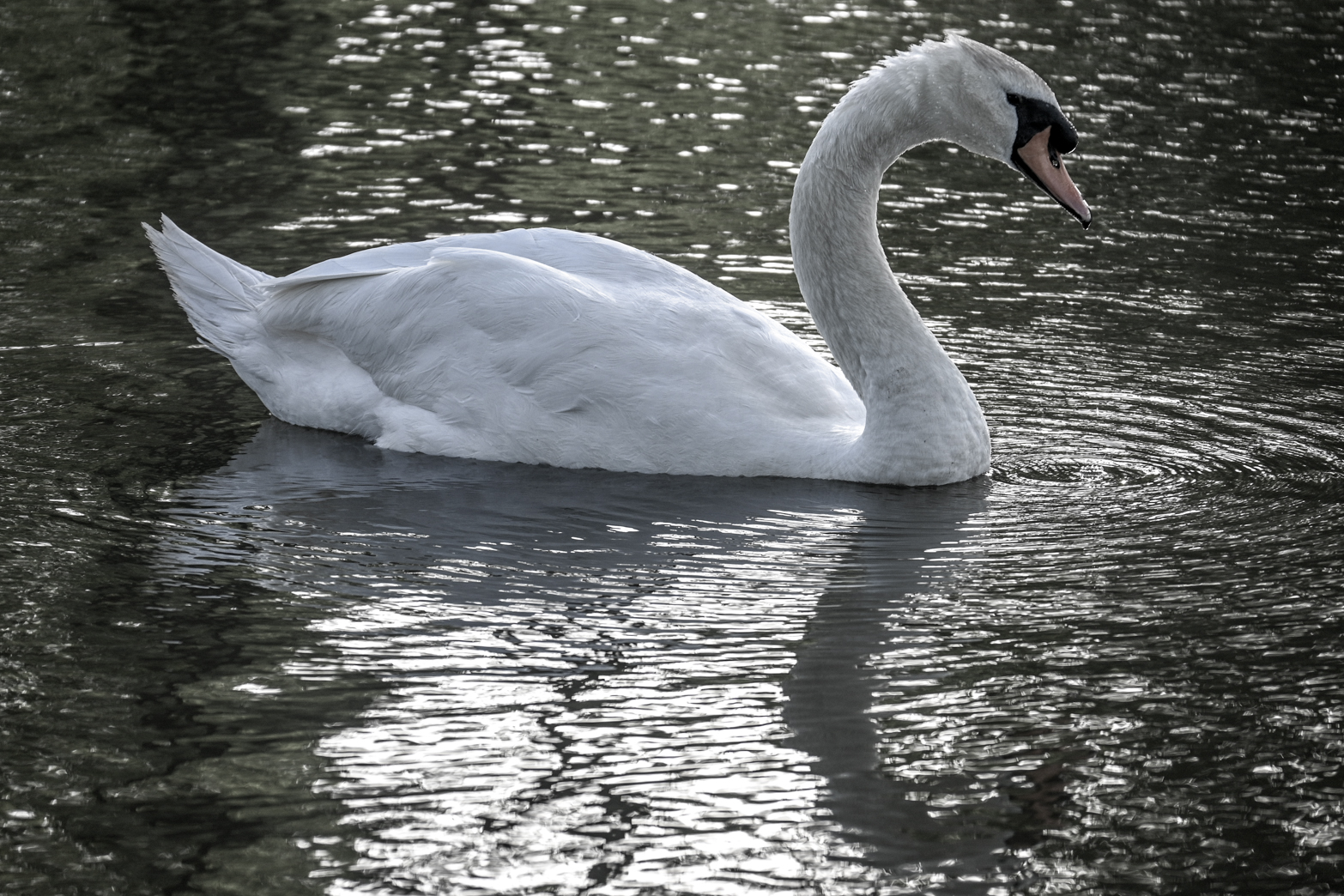 The elegance of the Swan