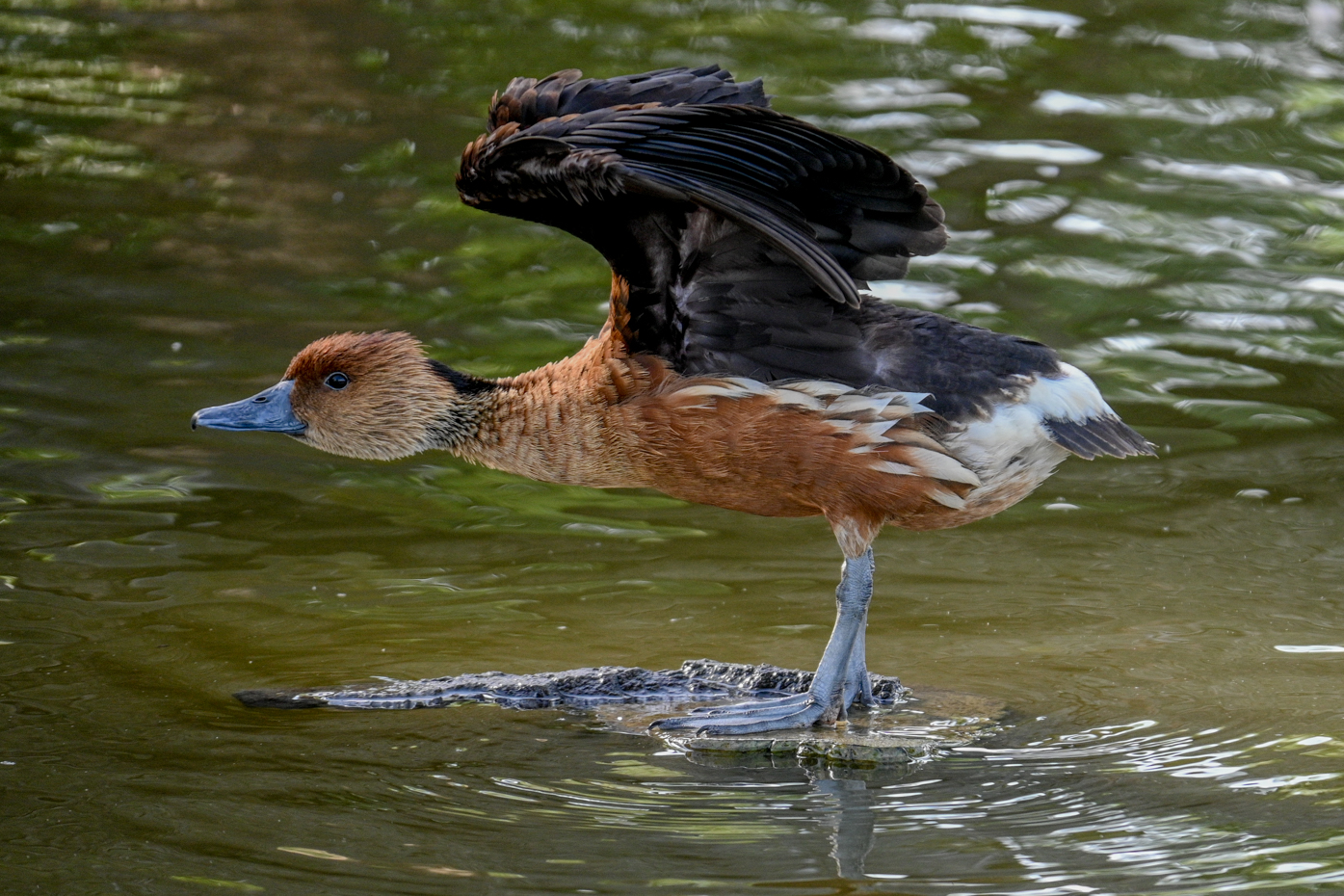 Dendrocigna fulva che si mostra