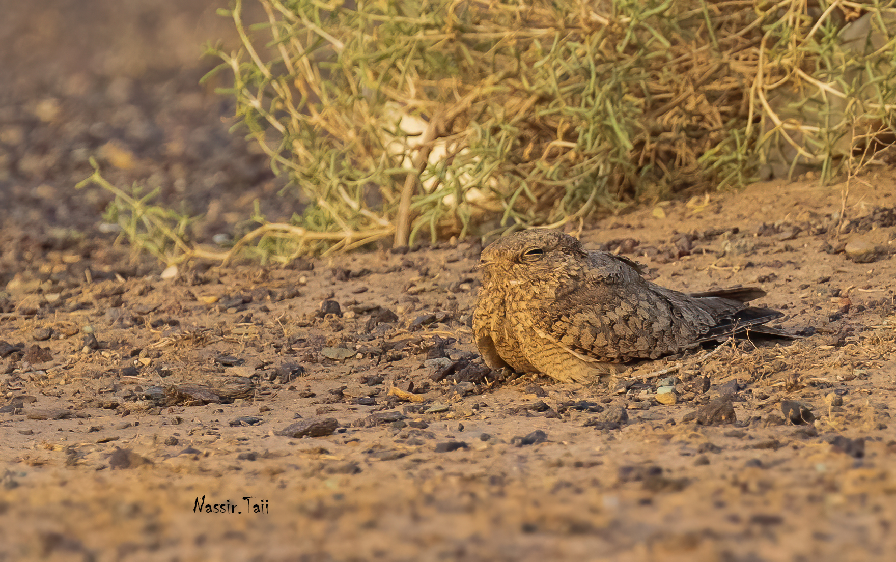 Nightjar egiziano
