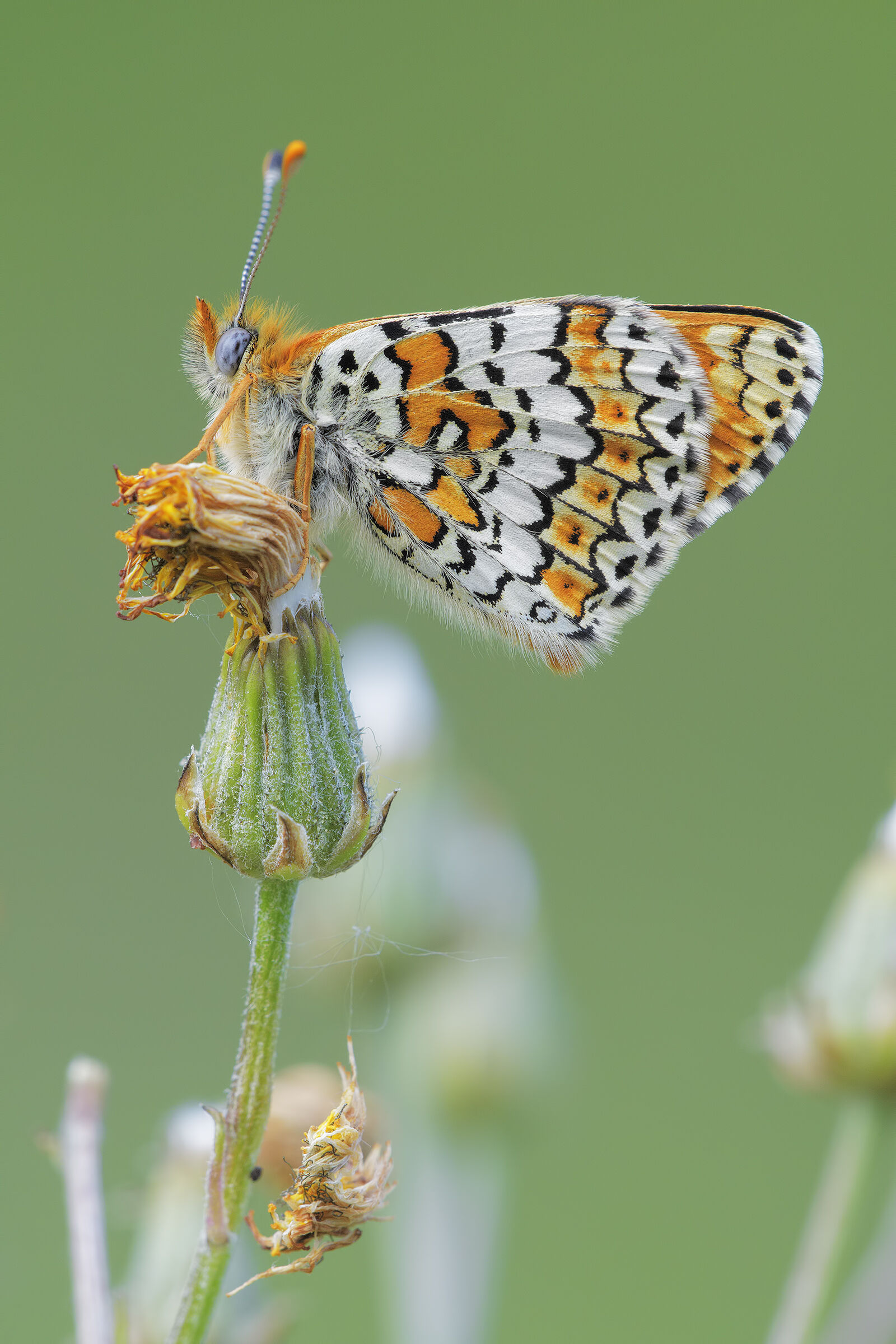 Melitaea cinxia