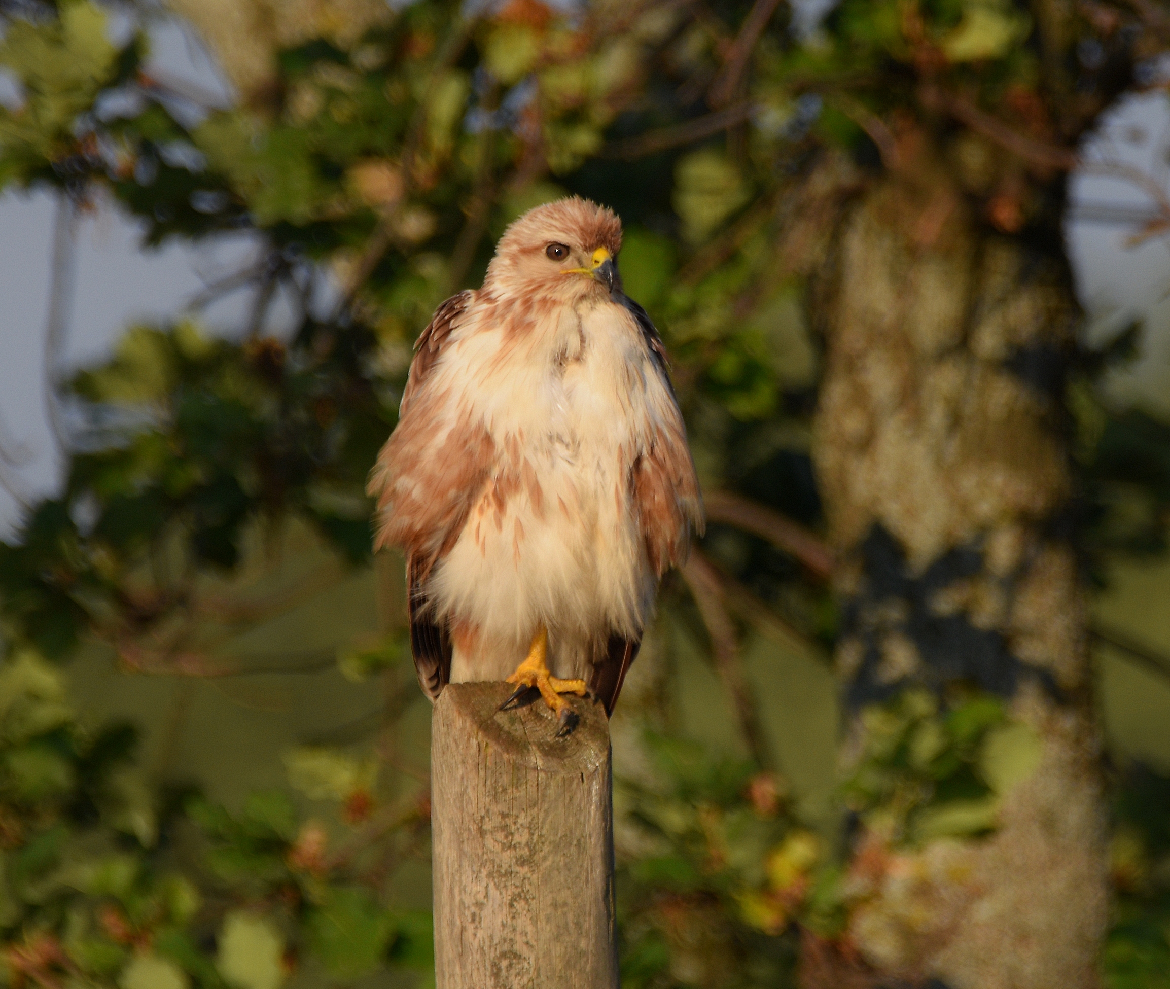 Poiana... delle steppe..??
