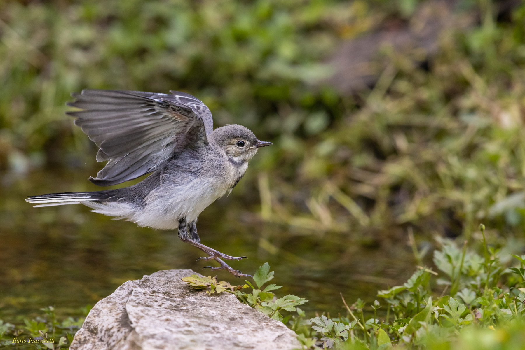 Giovane di ballerina bianca