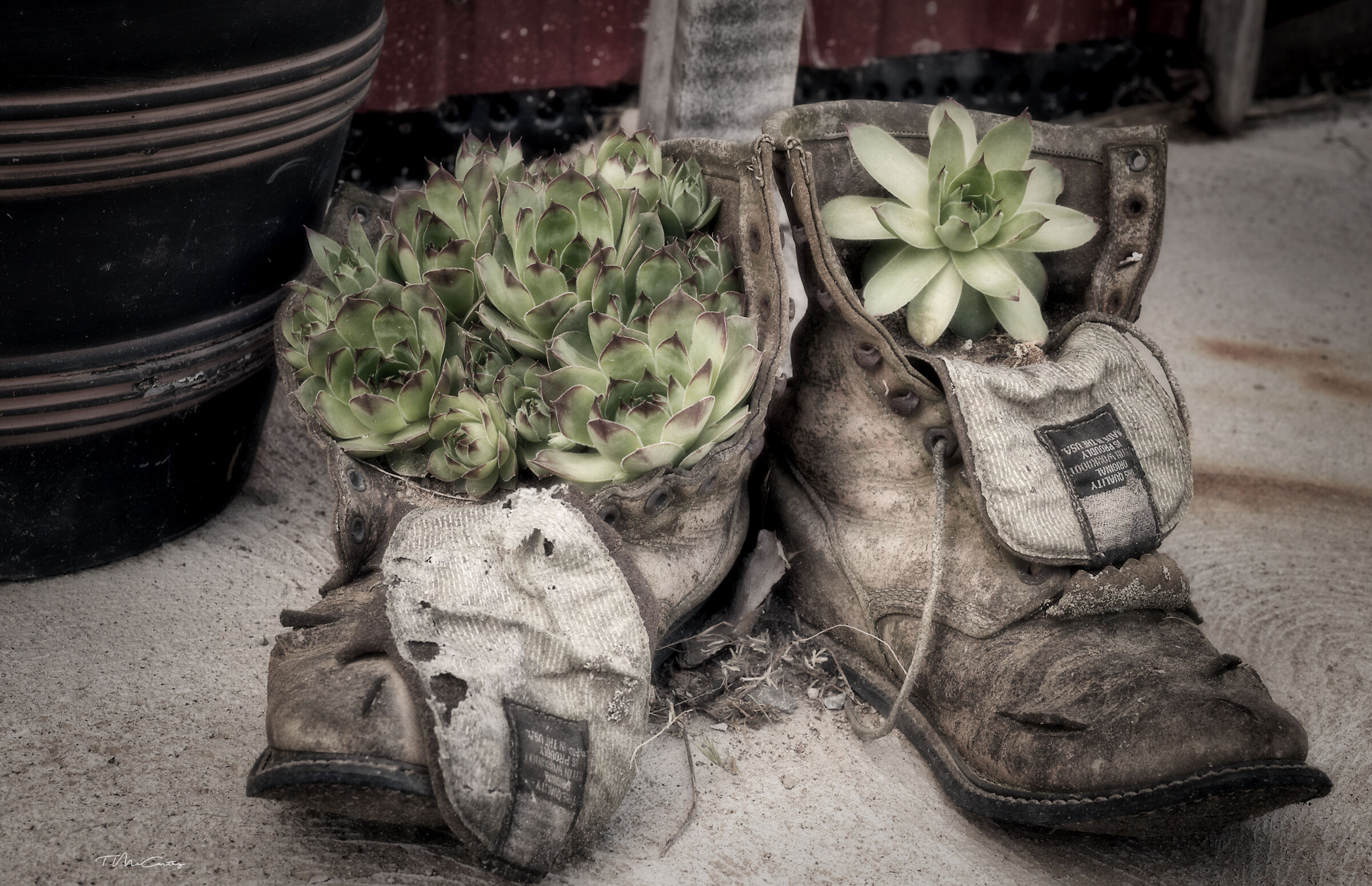 Questi stivali sono fatti per pottin'