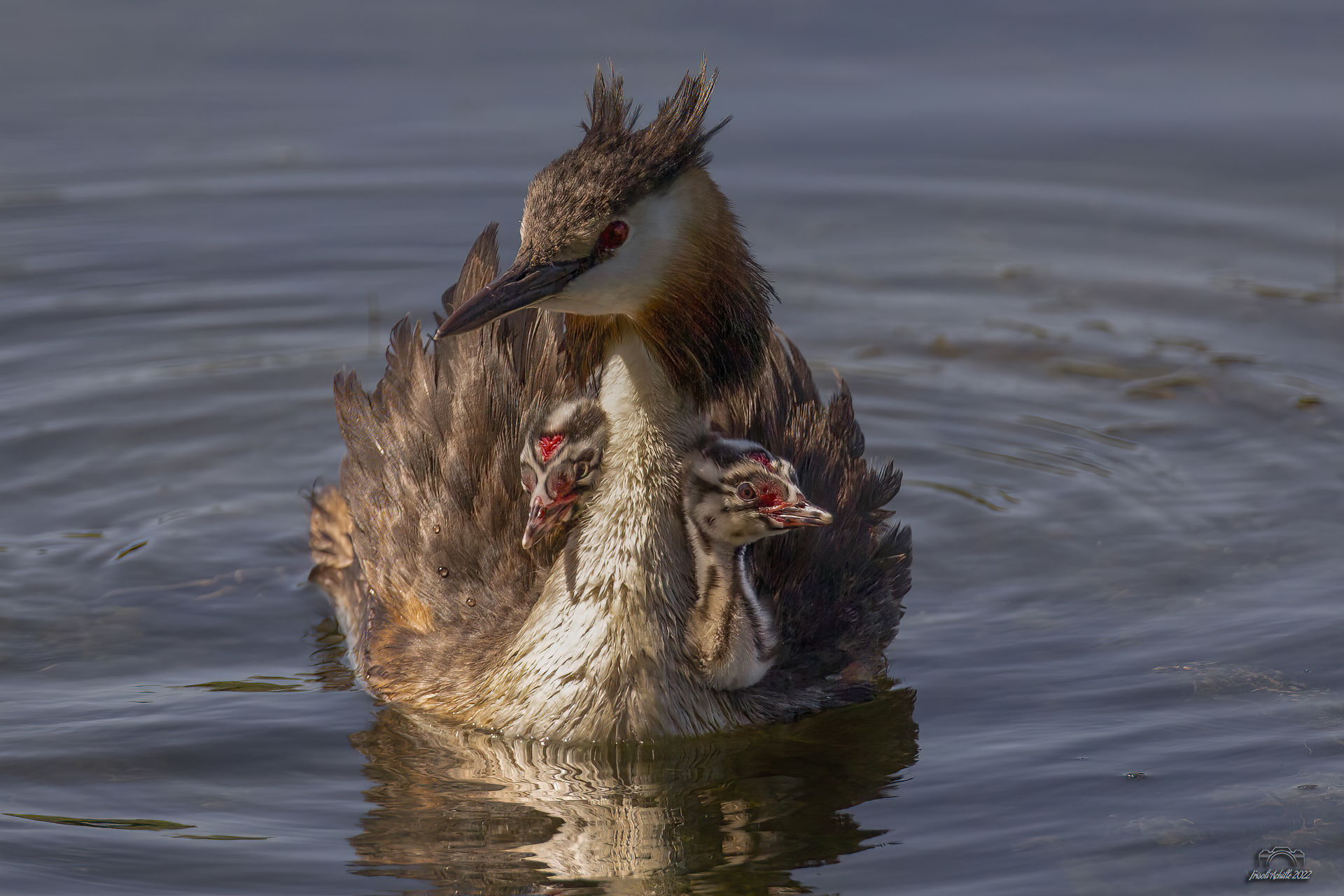 Grebes