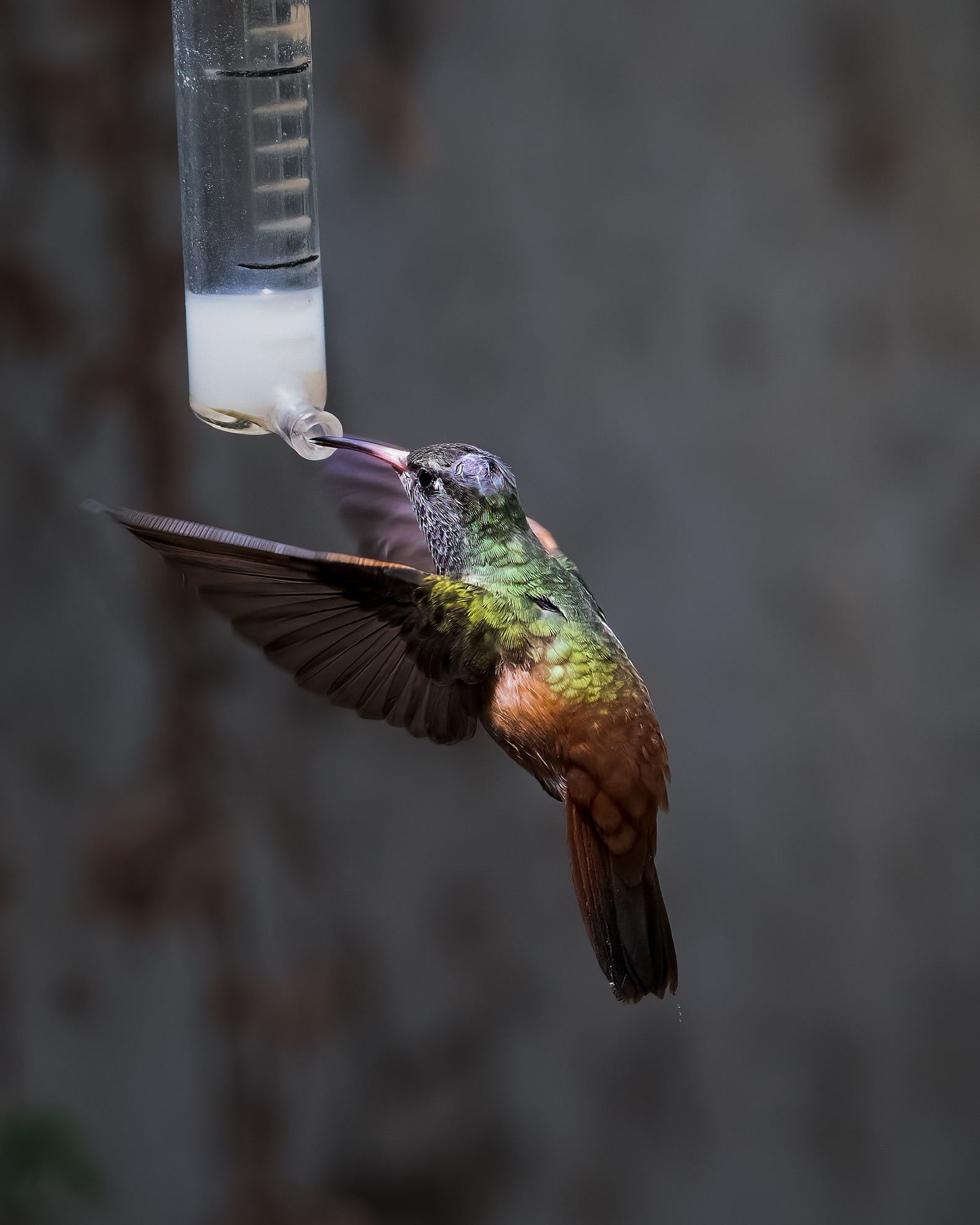 Colibrí in volo