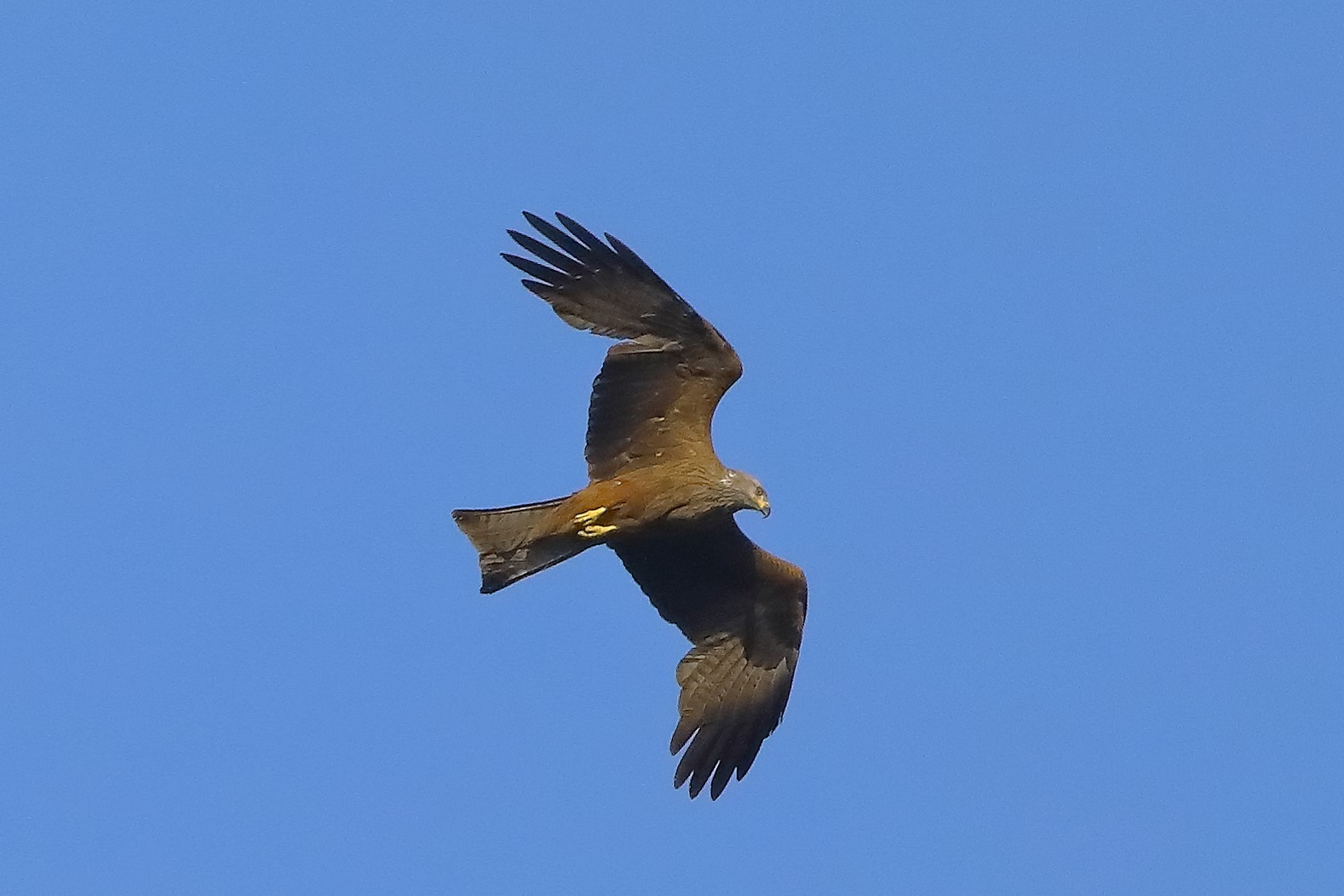 Nibbio bruno 06-06-2022