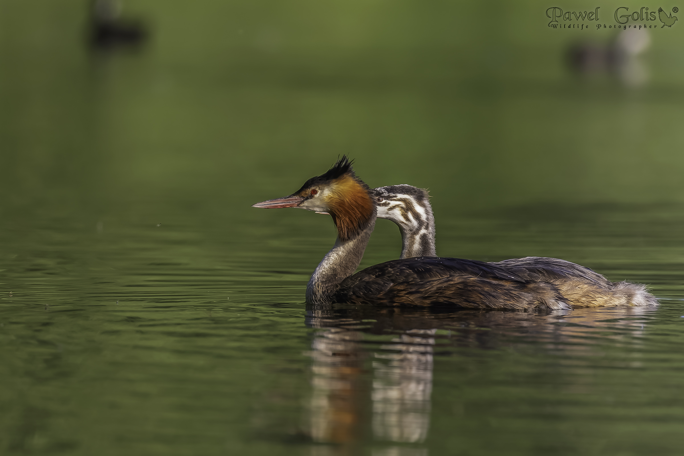 Svasso maggiore (Podiceps cristatus)