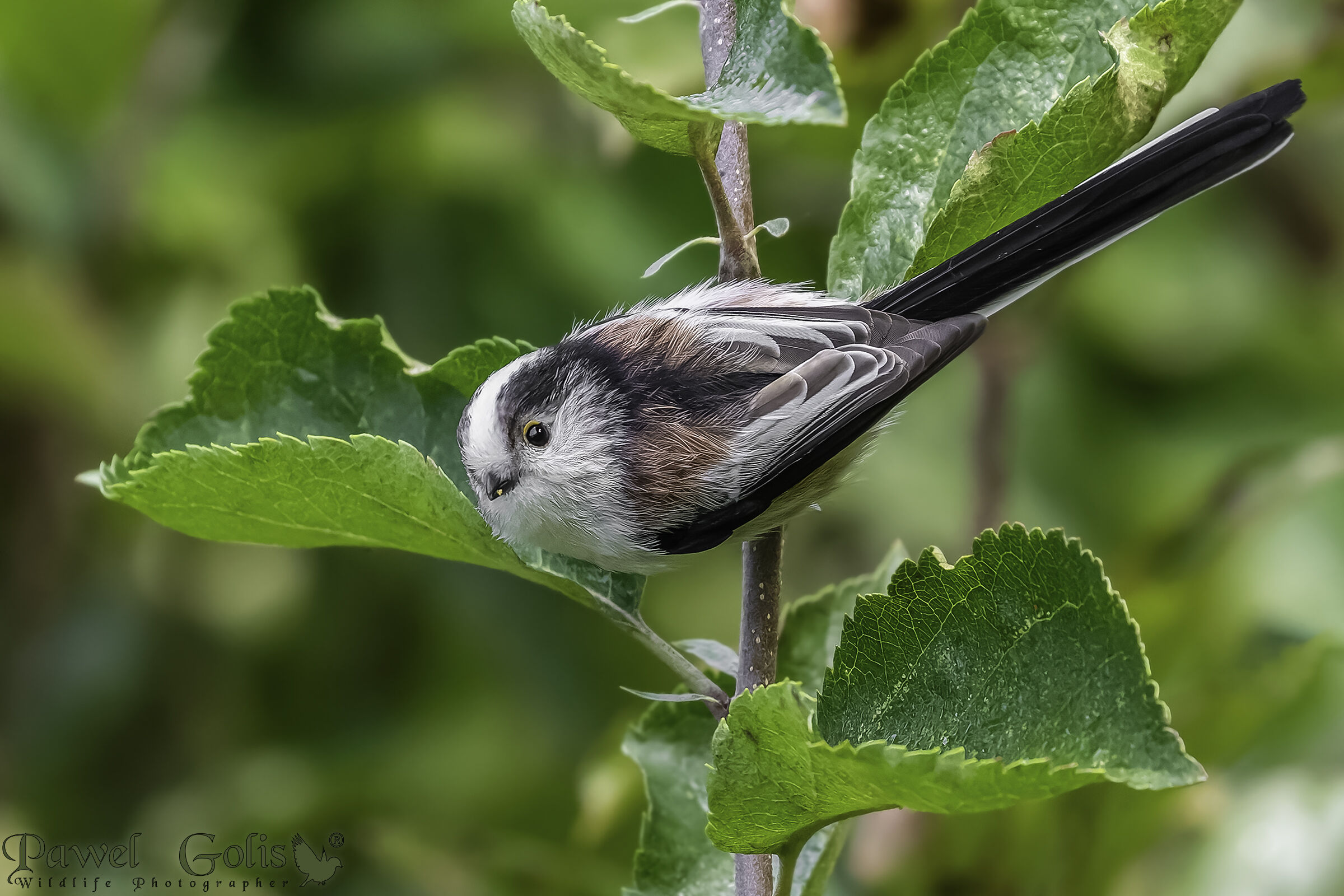 Bushtit dalla coda lunga (Aegithalos caudatus)