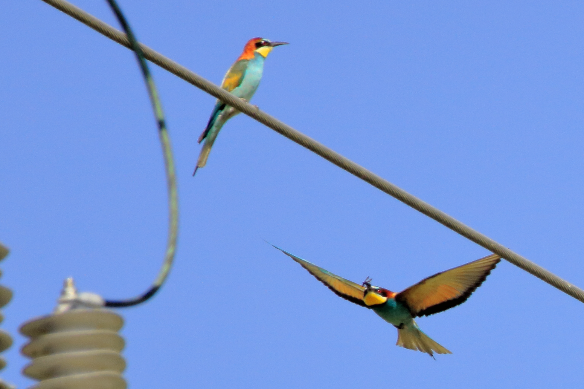 Bee-eater - Love is in the air -