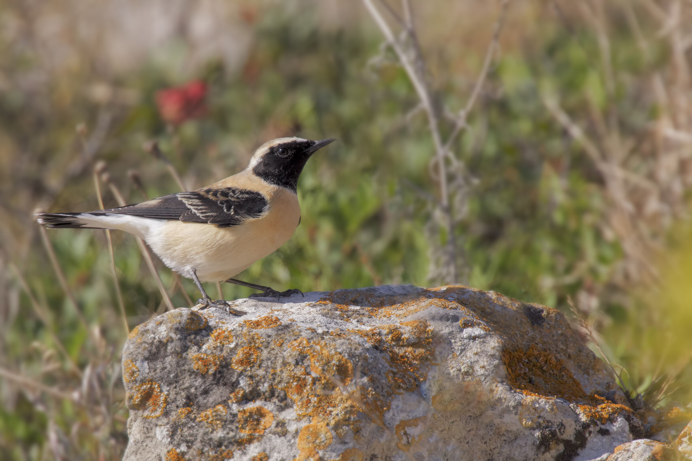 Monachella a gola nera in ambiente