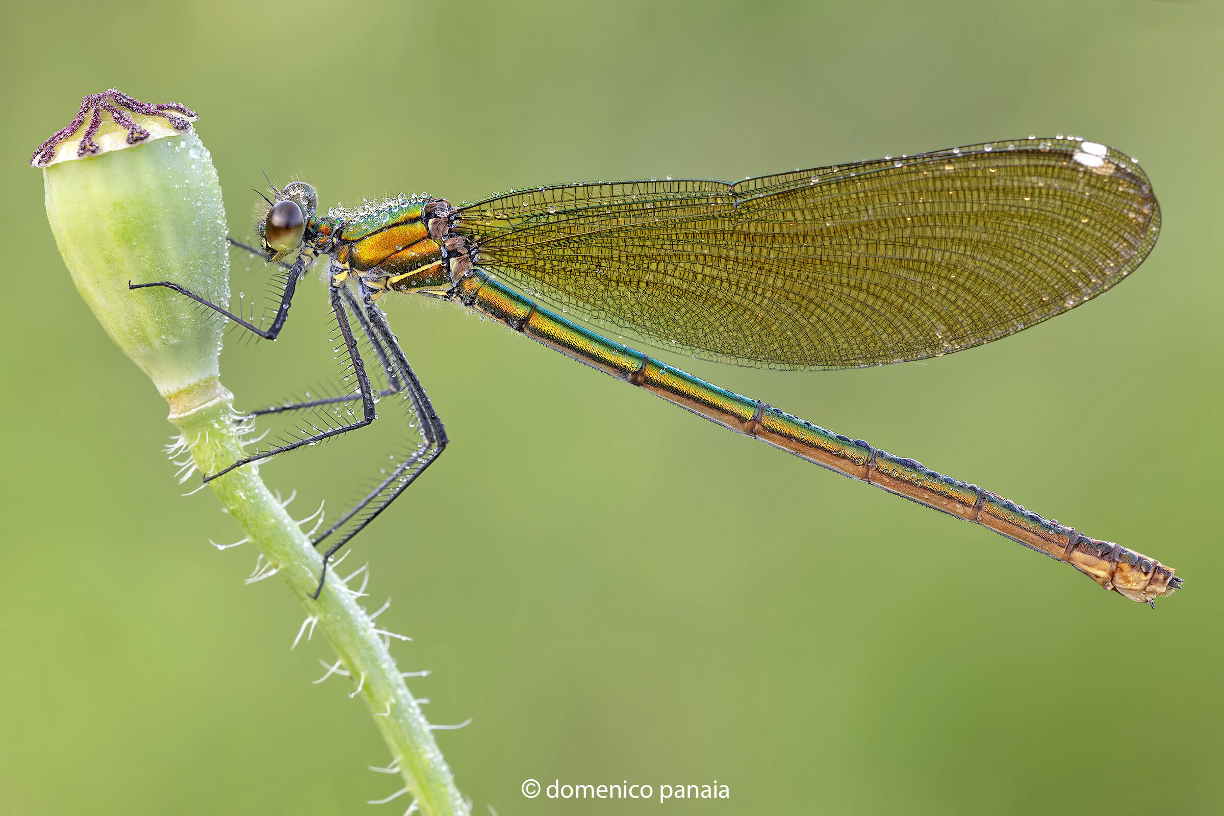 calopteryx splendens
