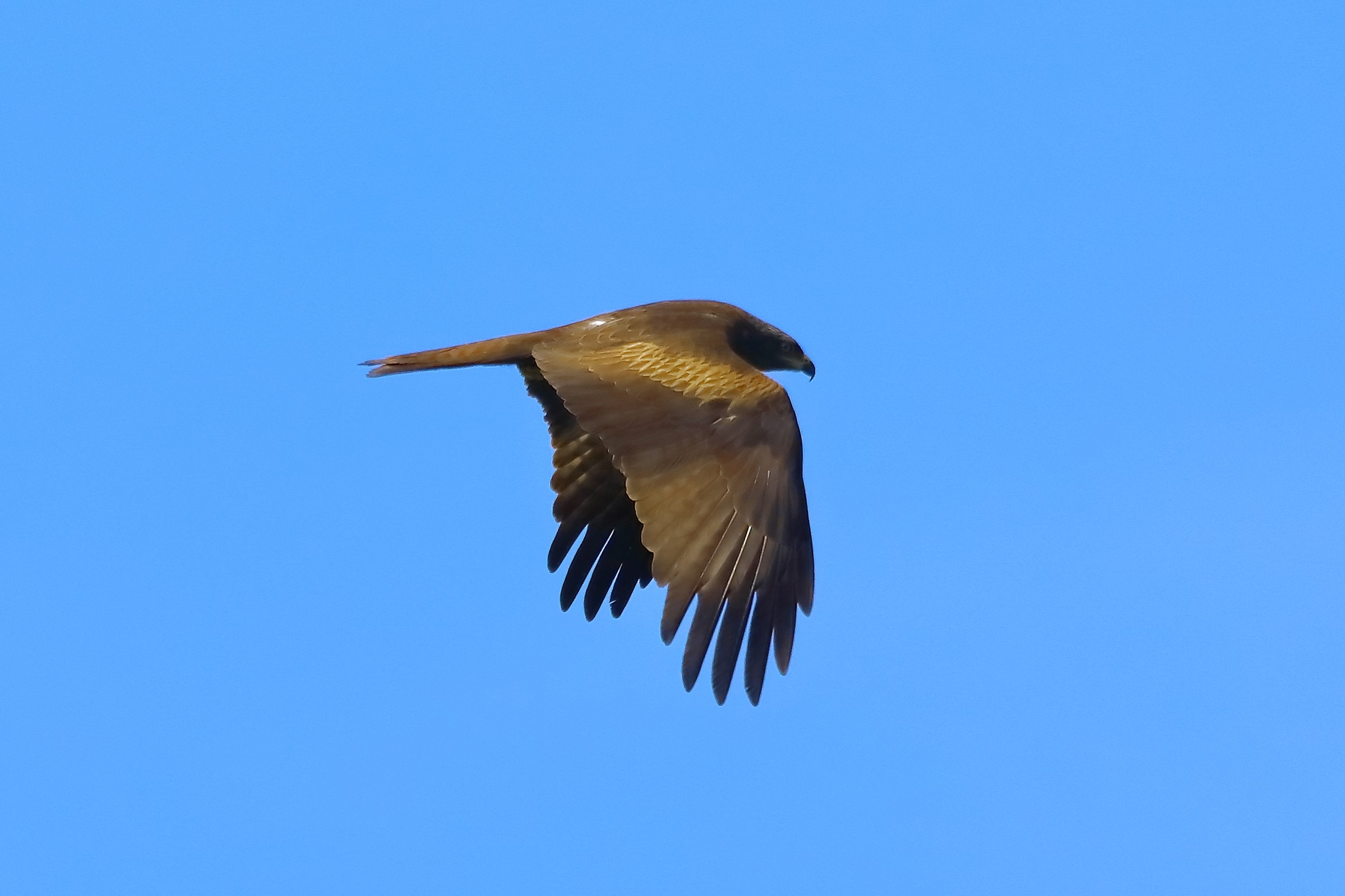 Nibbio bruno 10-05-2022