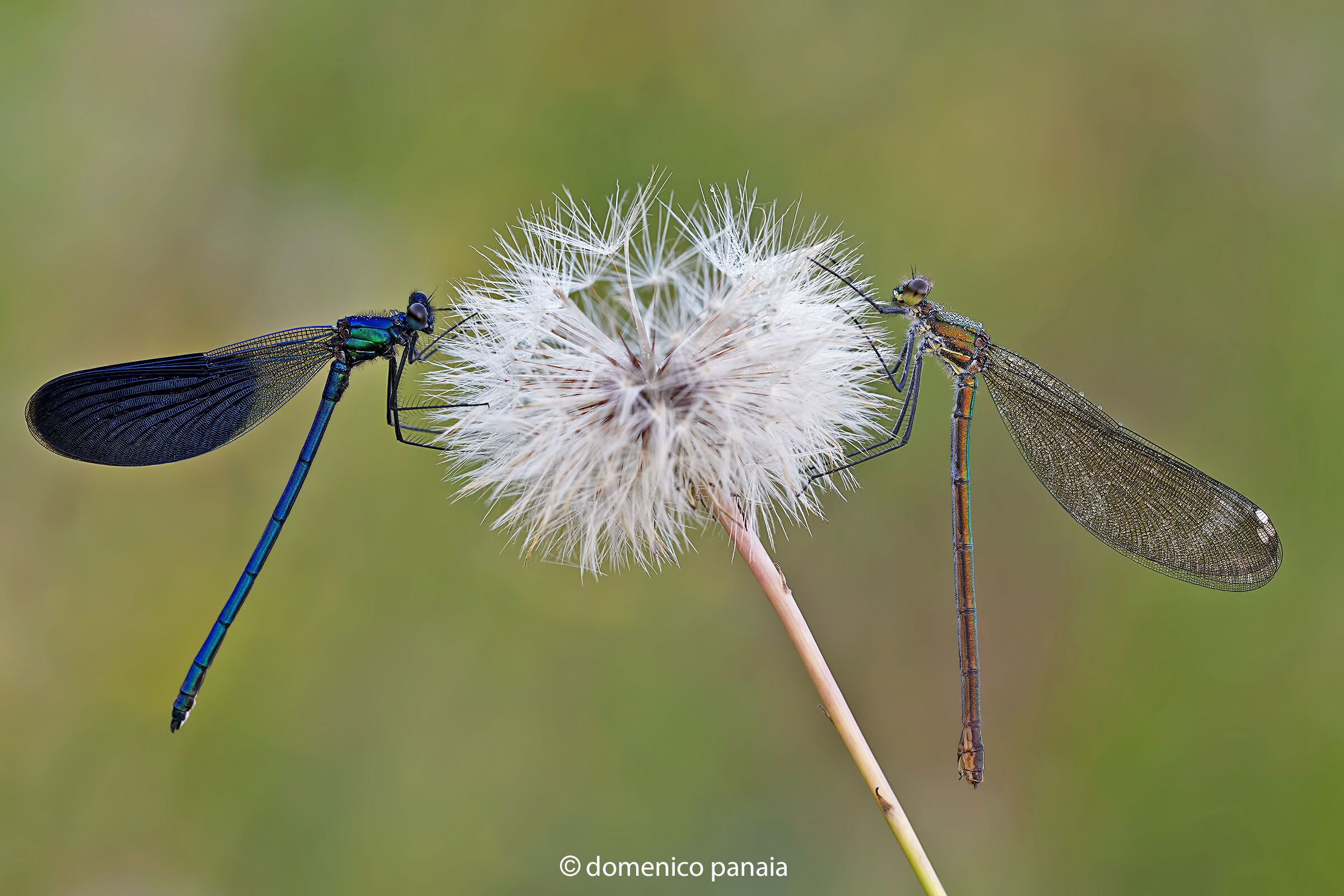 calopteryx splendens