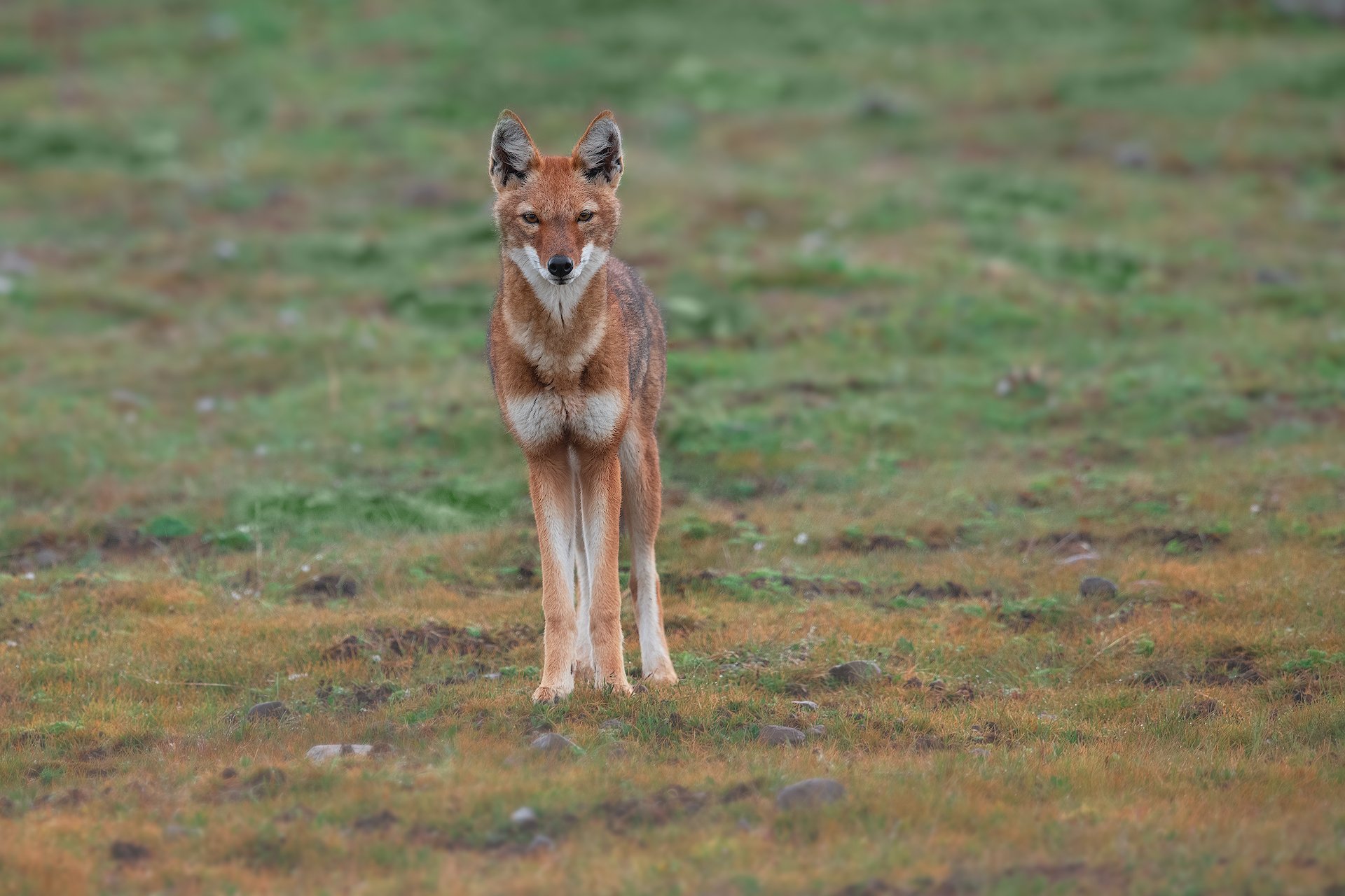 Ethiopian Wolf