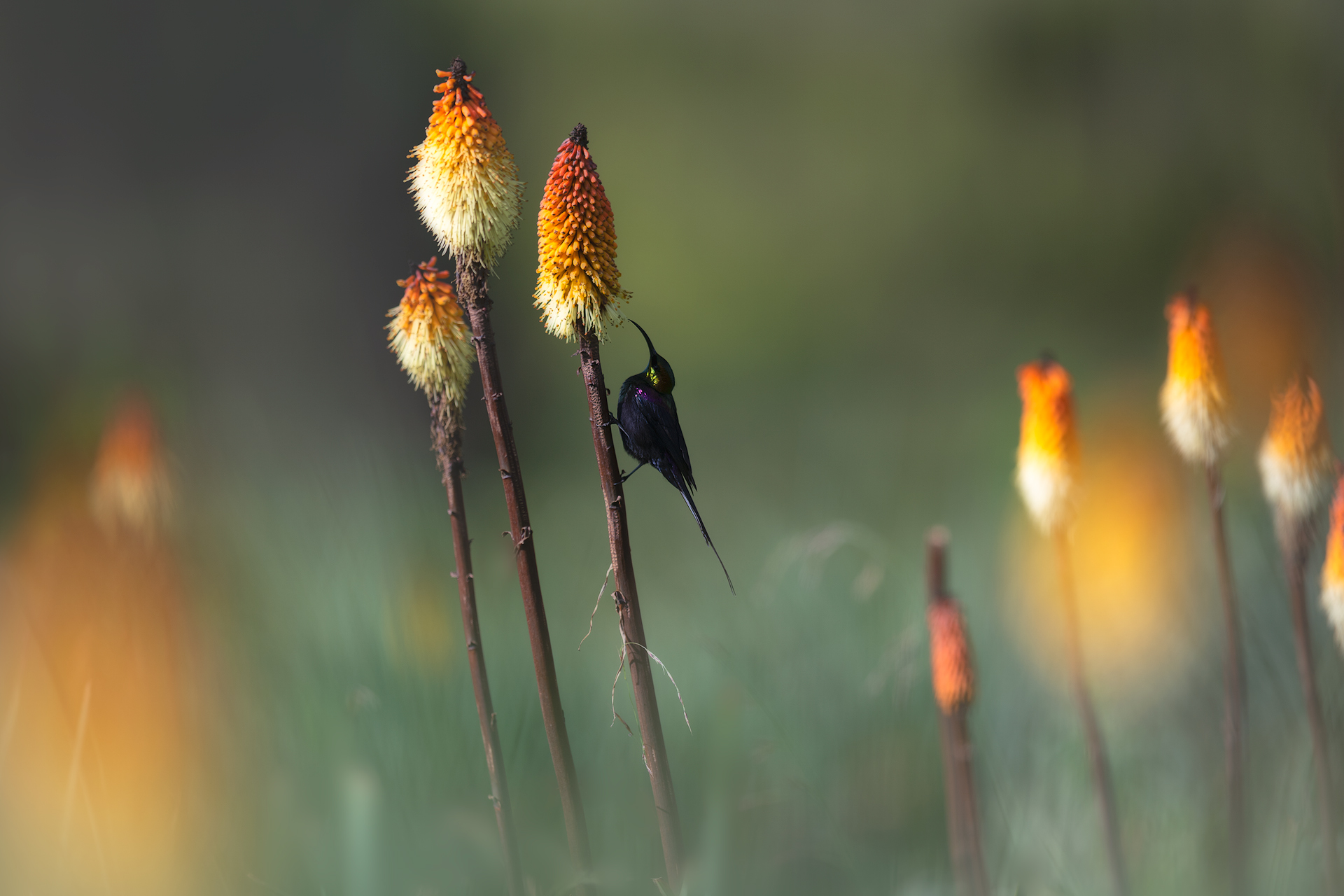 Tacazze Sunbird
