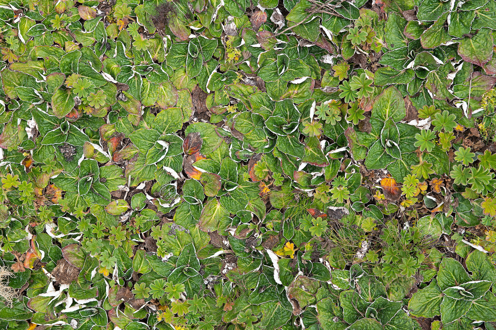 Vegetazione subalpina africana