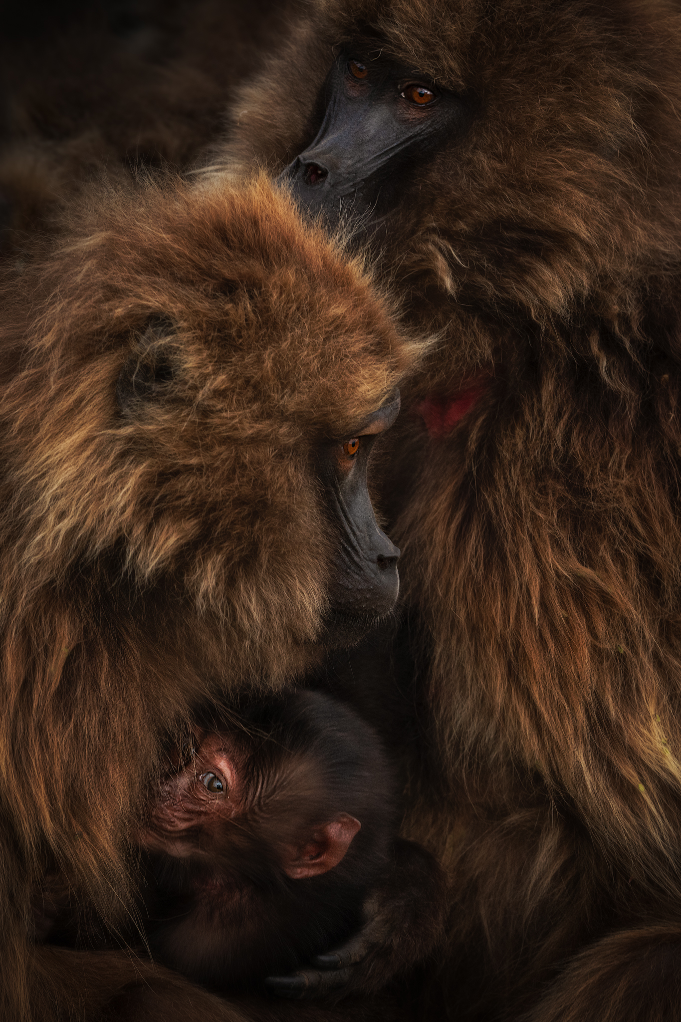 Family