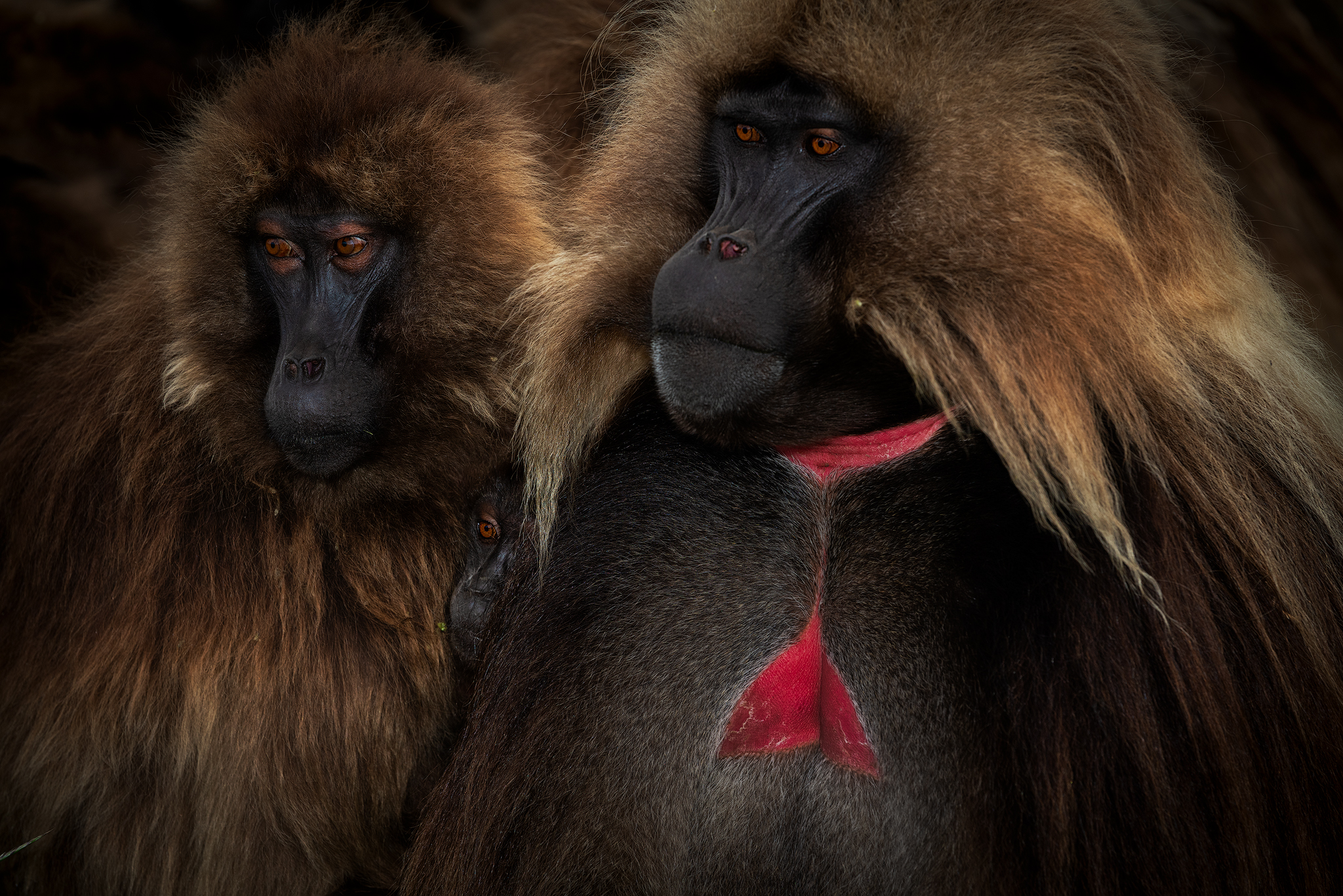 Gelada Baboons