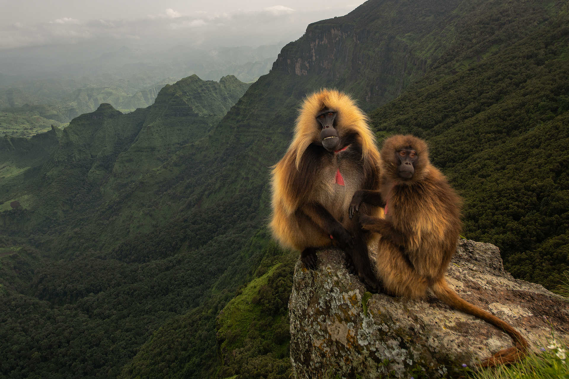 Gelada Baboons